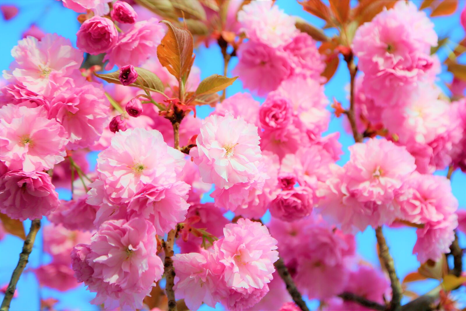 Canon EOS 5D Mark III sample photo. Flower, spring, nature photography