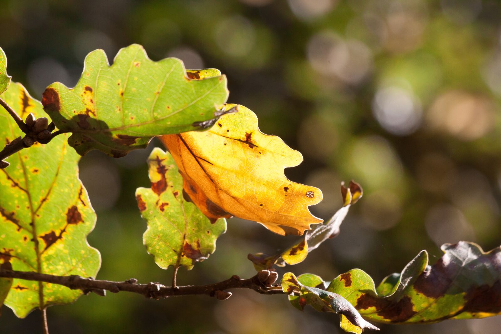 Canon EOS 50D sample photo. Leaf, oak leaf, leaves photography