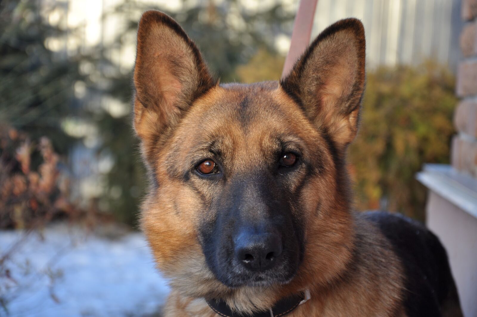 Nikon D90 sample photo. Dog, training, home photography