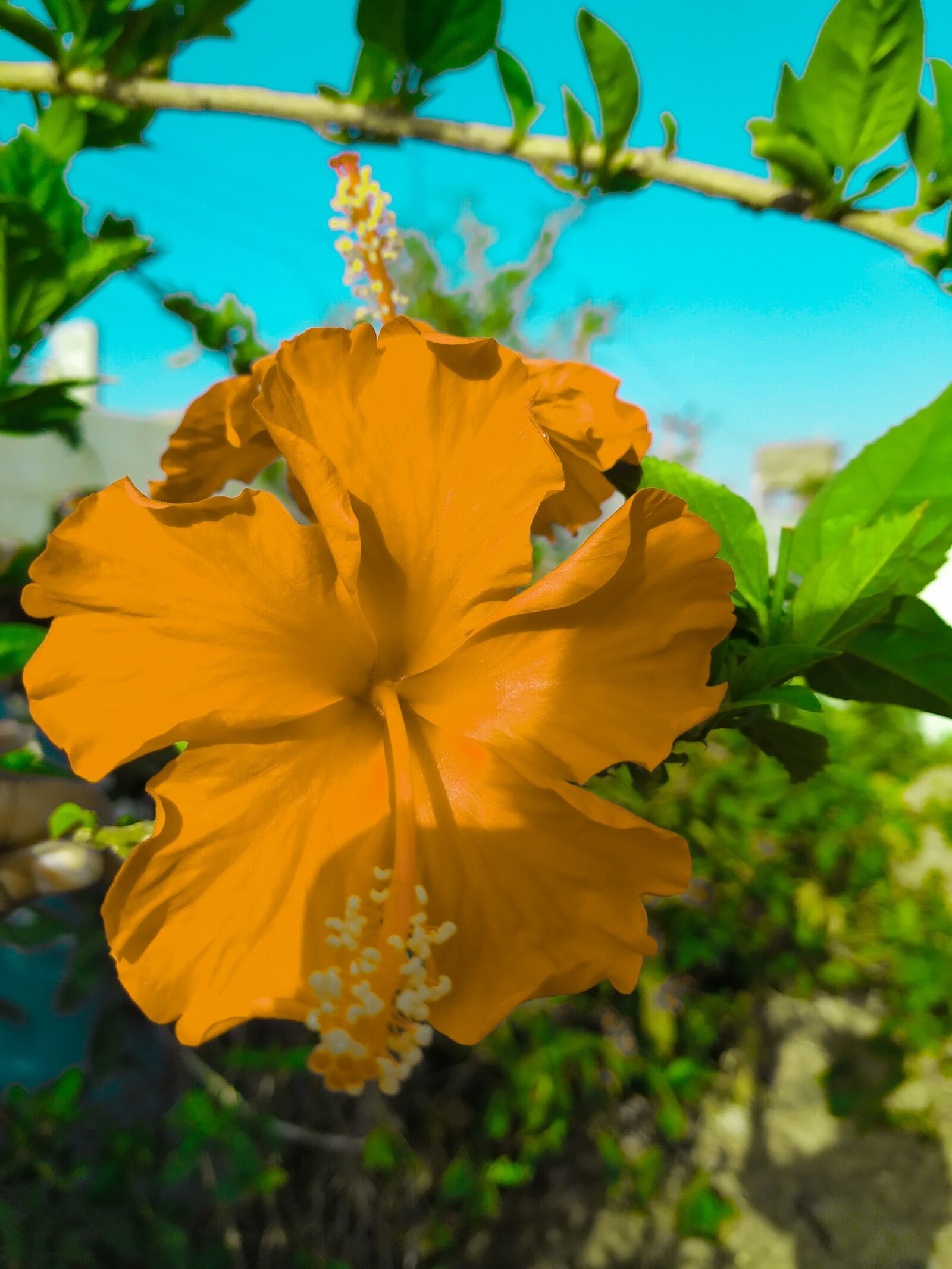 Xiaomi Mi A2 sample photo. Leap day, pongal, flower photography