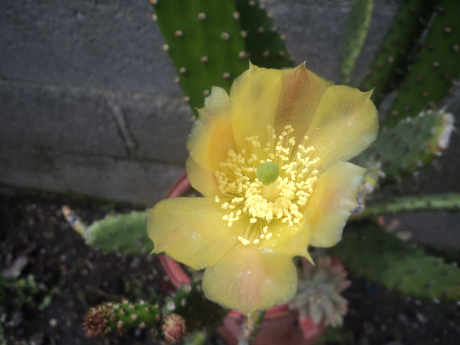 Sony Cyber-shot DSC-W310 sample photo. Cactus, flor, amarillo photography