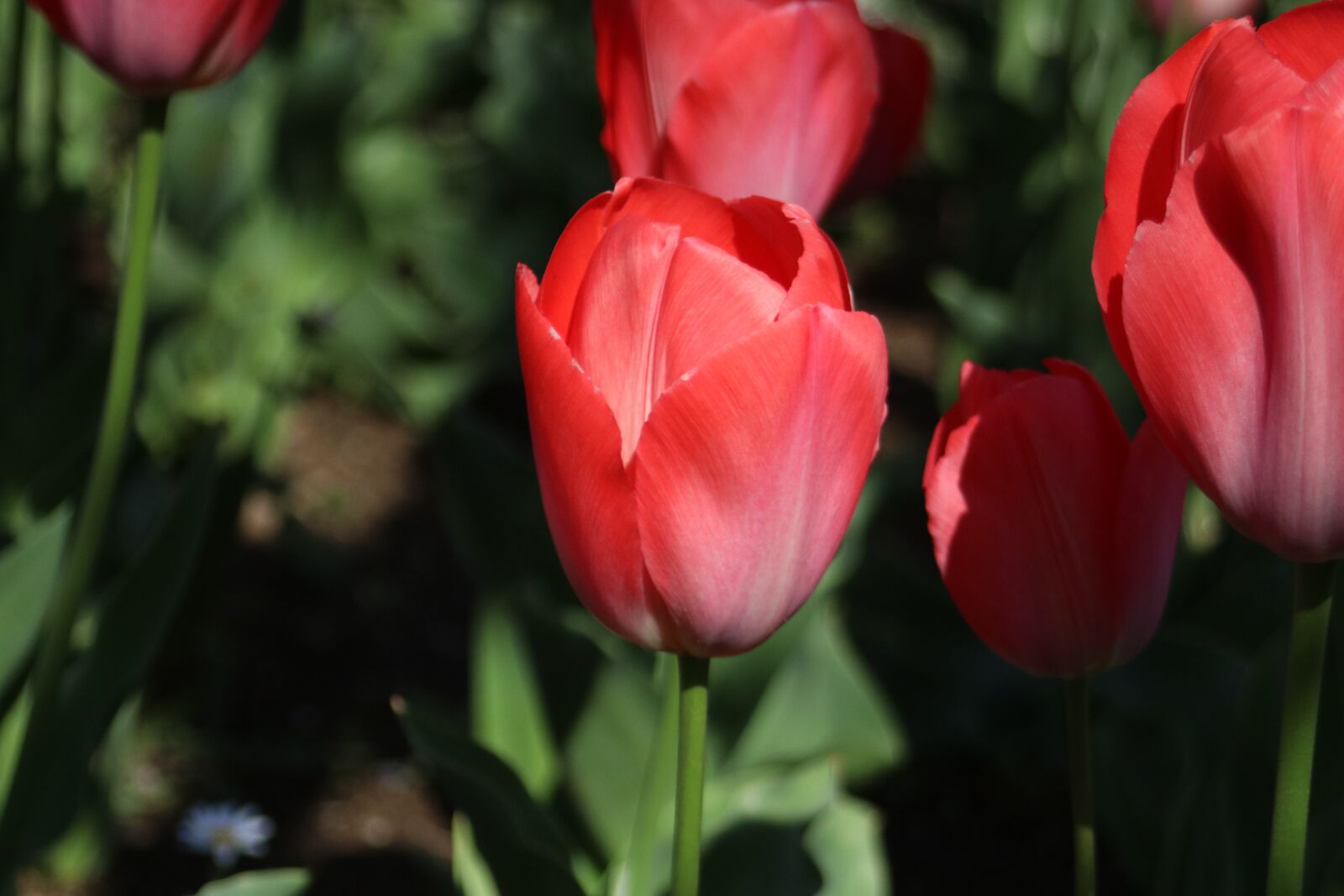 Canon EOS 80D + Canon EF 28-80mm f/3.5-5.6 sample photo. Red tulip, tulip, flowers photography