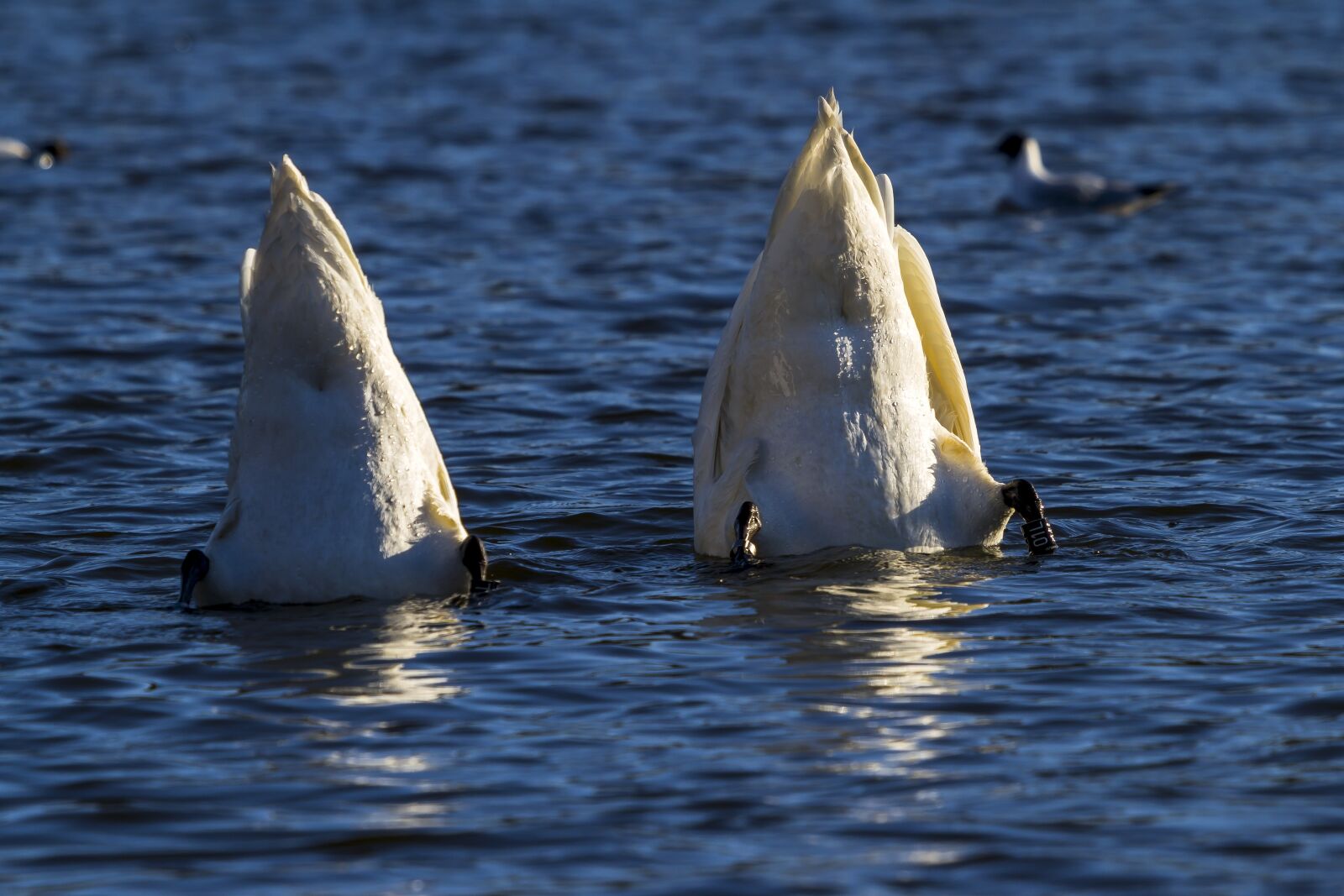 Canon EF 100-400mm F4.5-5.6L IS USM sample photo. Water, birds, swans photography