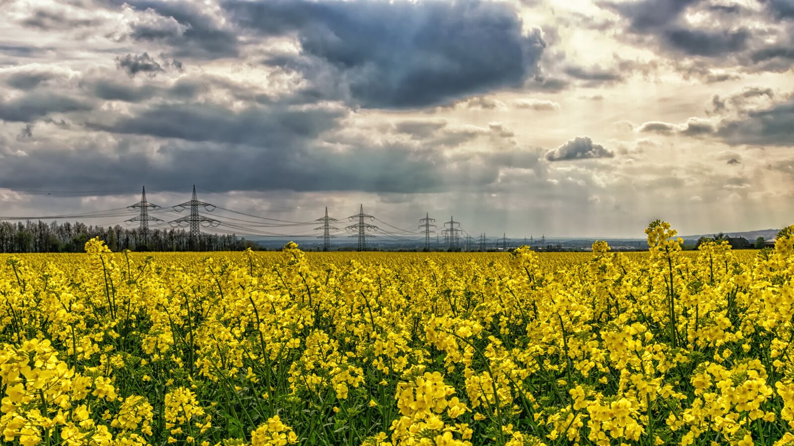 Nikon D3300 sample photo. Oilseed rape, yellow, blossom photography