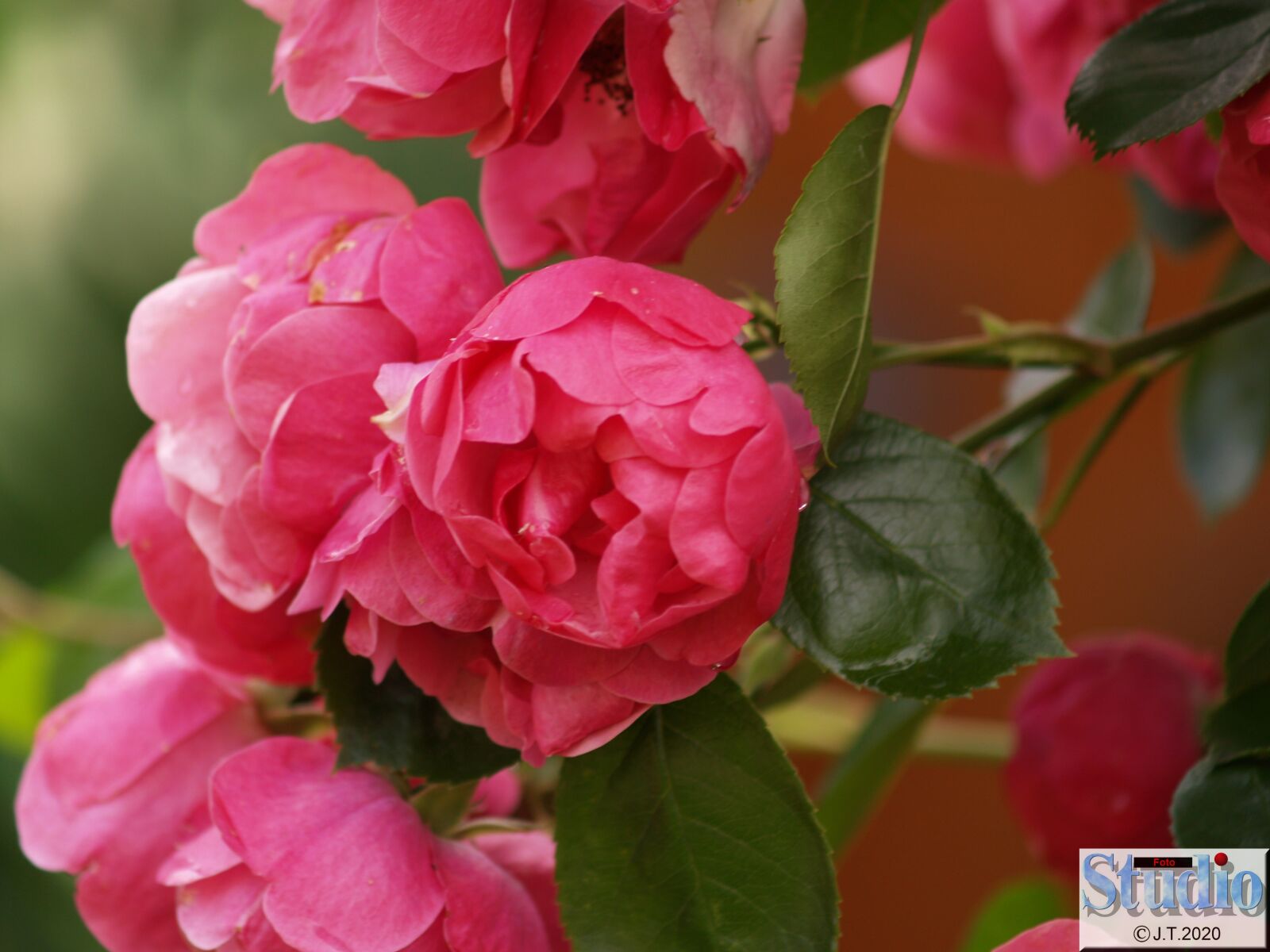 Olympus E-500 (EVOLT E-500) sample photo. Flowers, spring, roses photography