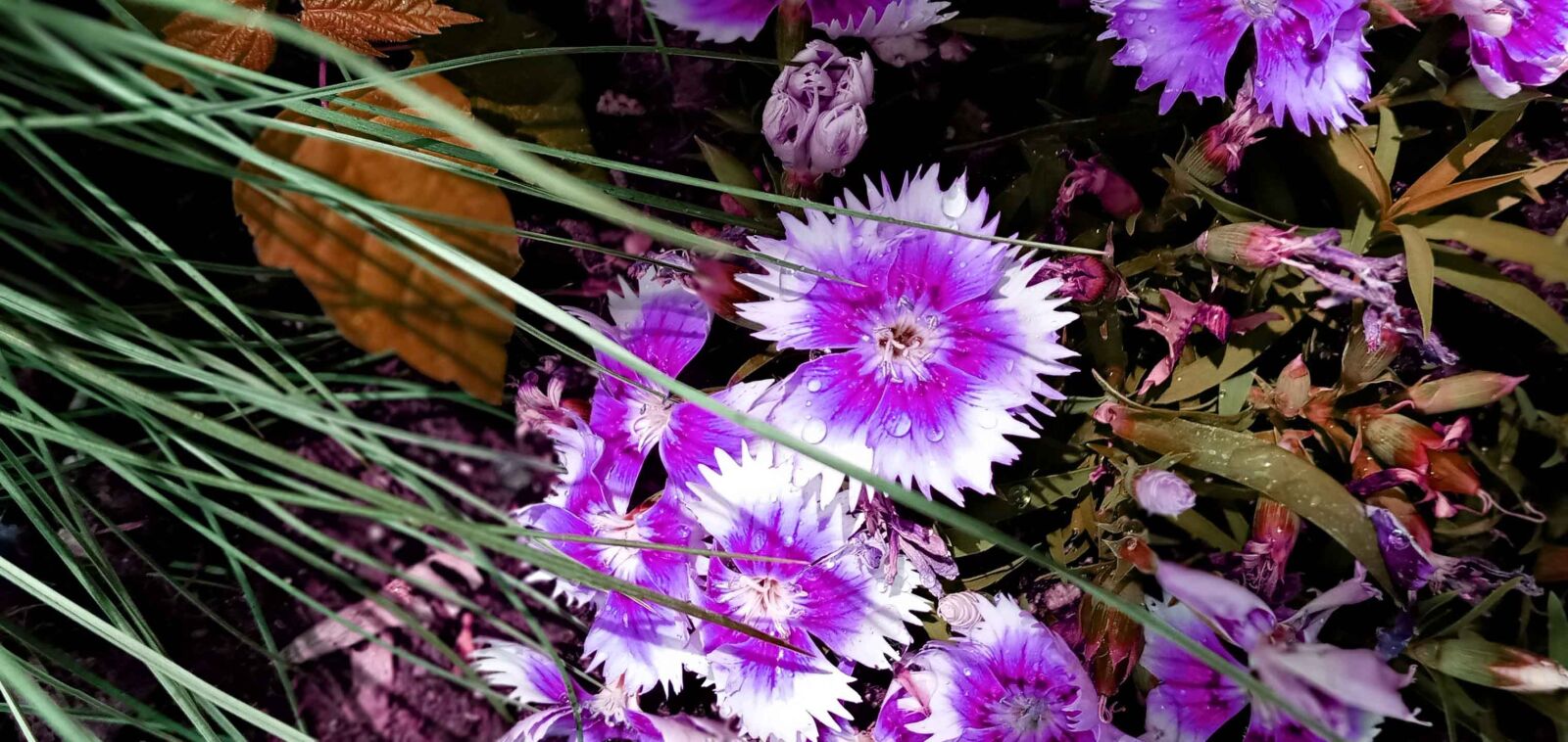 Samsung SM-A107F sample photo. Purple, flower, beauties photography