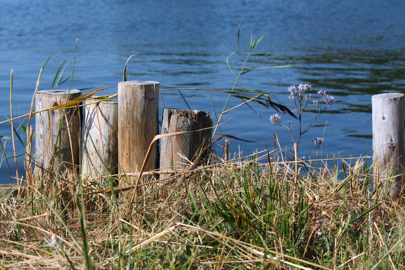 Canon EF-S 55-250mm F4-5.6 IS STM sample photo. Jetty, web, water photography