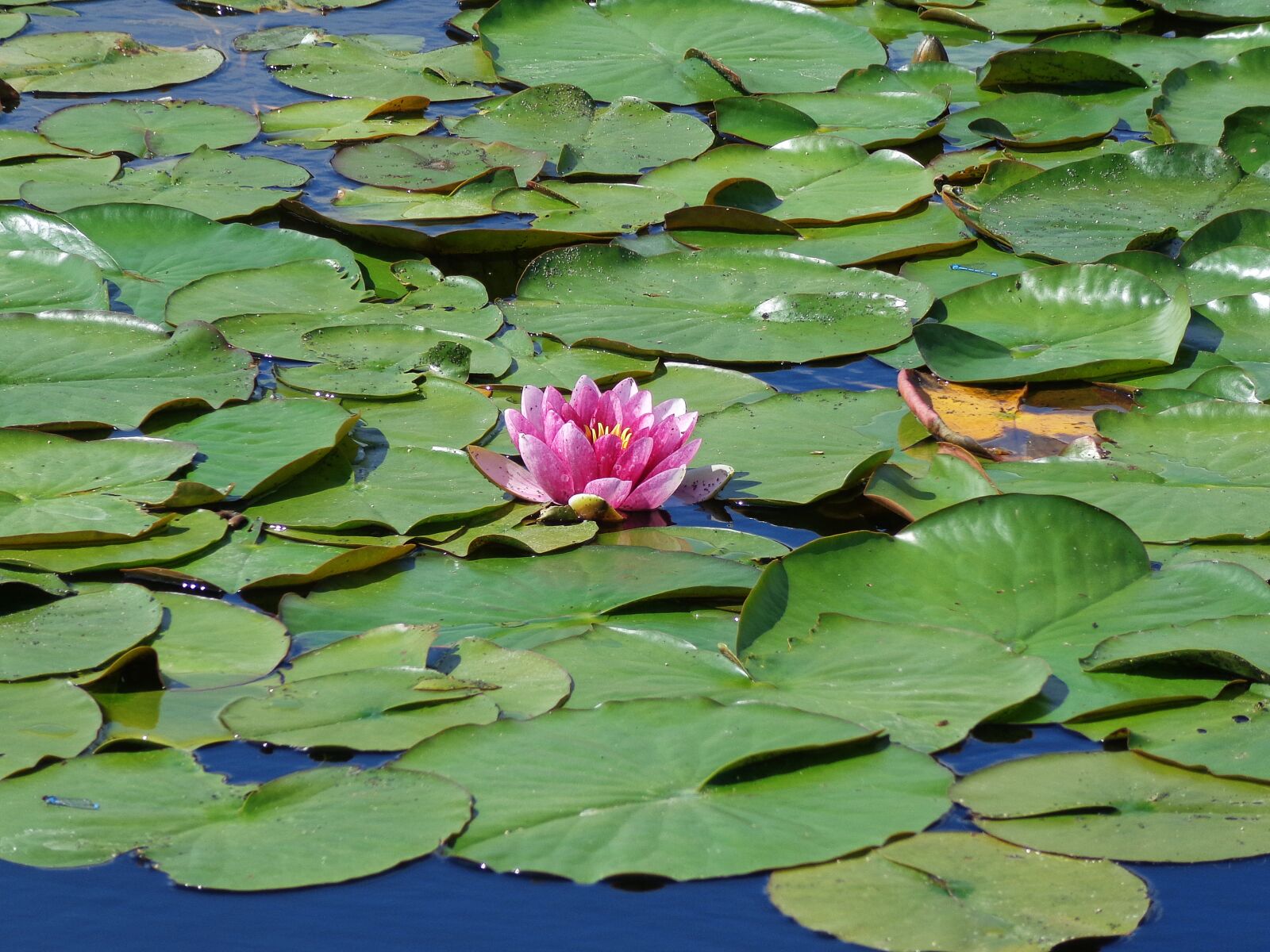 Sony Cyber-shot DSC-H90 sample photo. Pond, flowers, summer photography