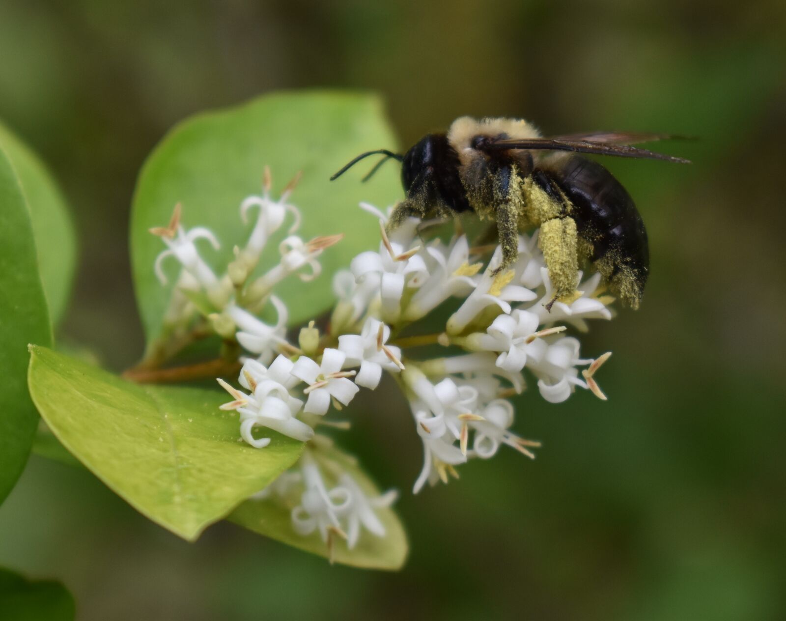 Nikon D5500 sample photo. Bumblebee, pollen, bee photography
