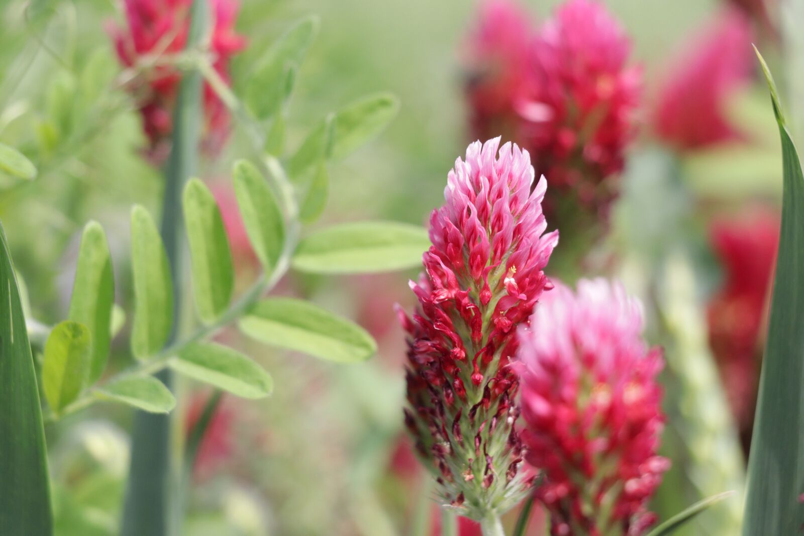 Canon EOS 77D (EOS 9000D / EOS 770D) sample photo. Red clover, fodder plant photography