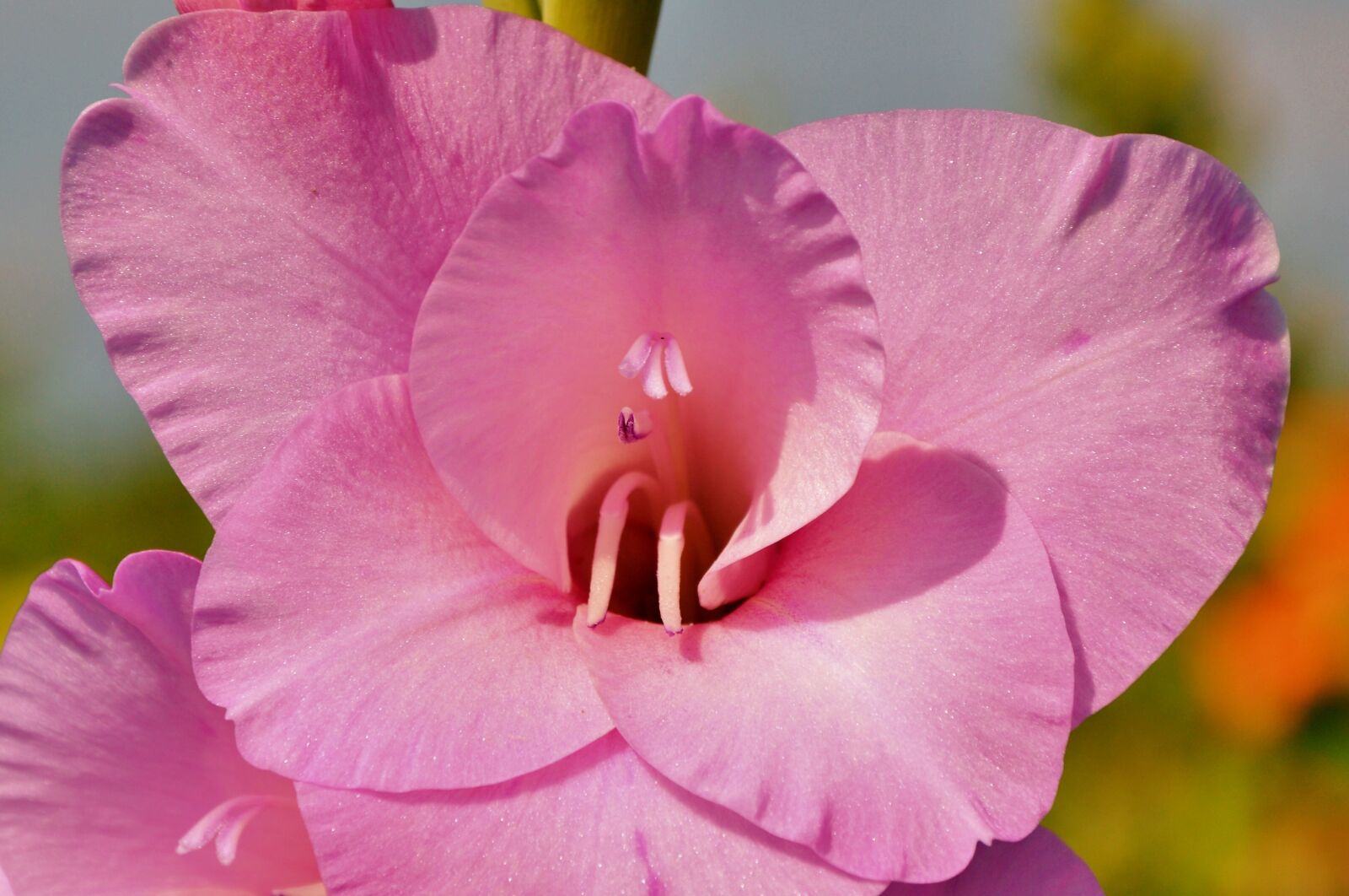 Nikon D3200 sample photo. Gladiolus, gladidus, butterfly greenhouse photography