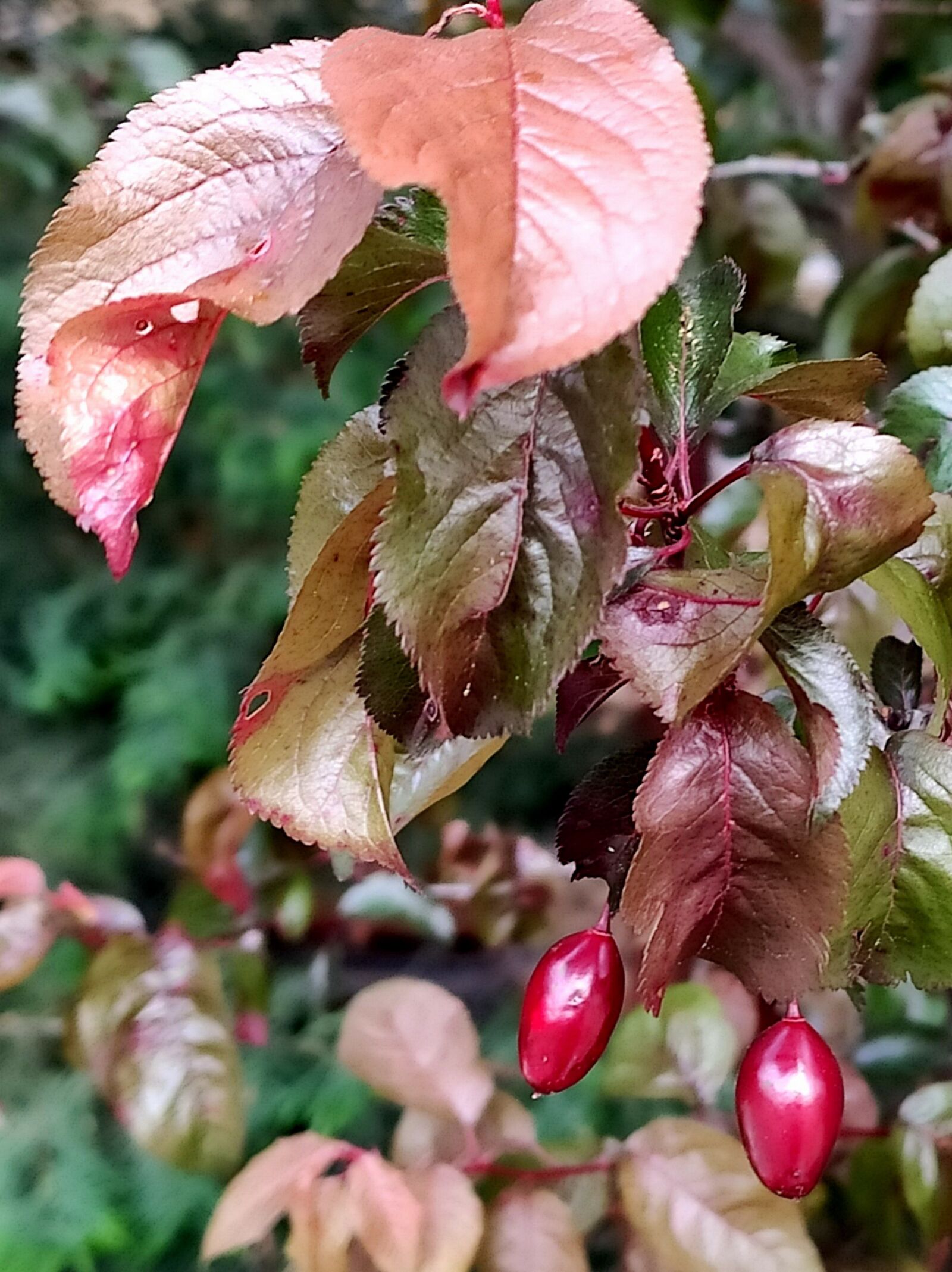 Xiaomi Mi 9T sample photo. Almond tree, leaves, almond photography