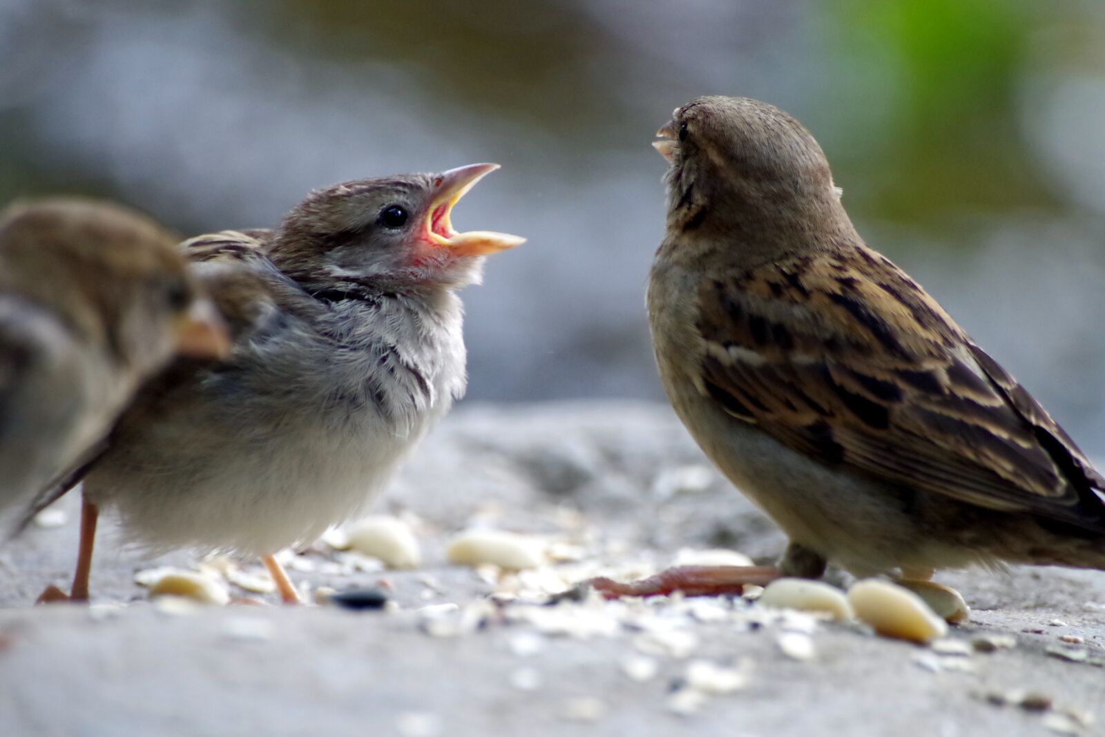 Pentax K-30 sample photo. Sperling, sparrow, hunger photography