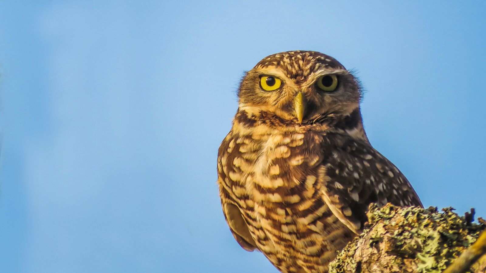 Canon PowerShot SX50 HS sample photo. Owl, bird, nature photography