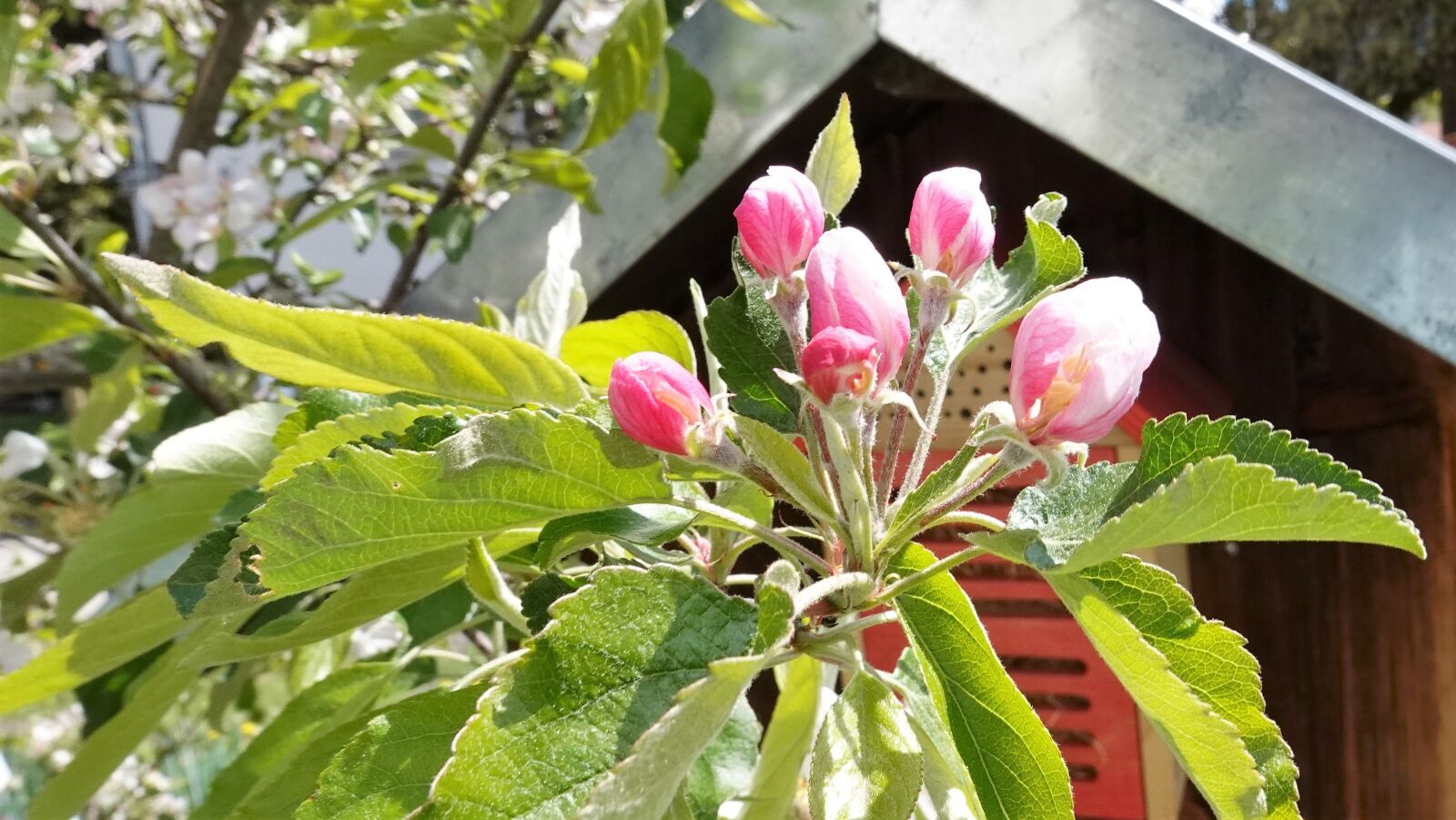 Sony DSC-RX100M7 sample photo. Flowers, spring, apple tree photography