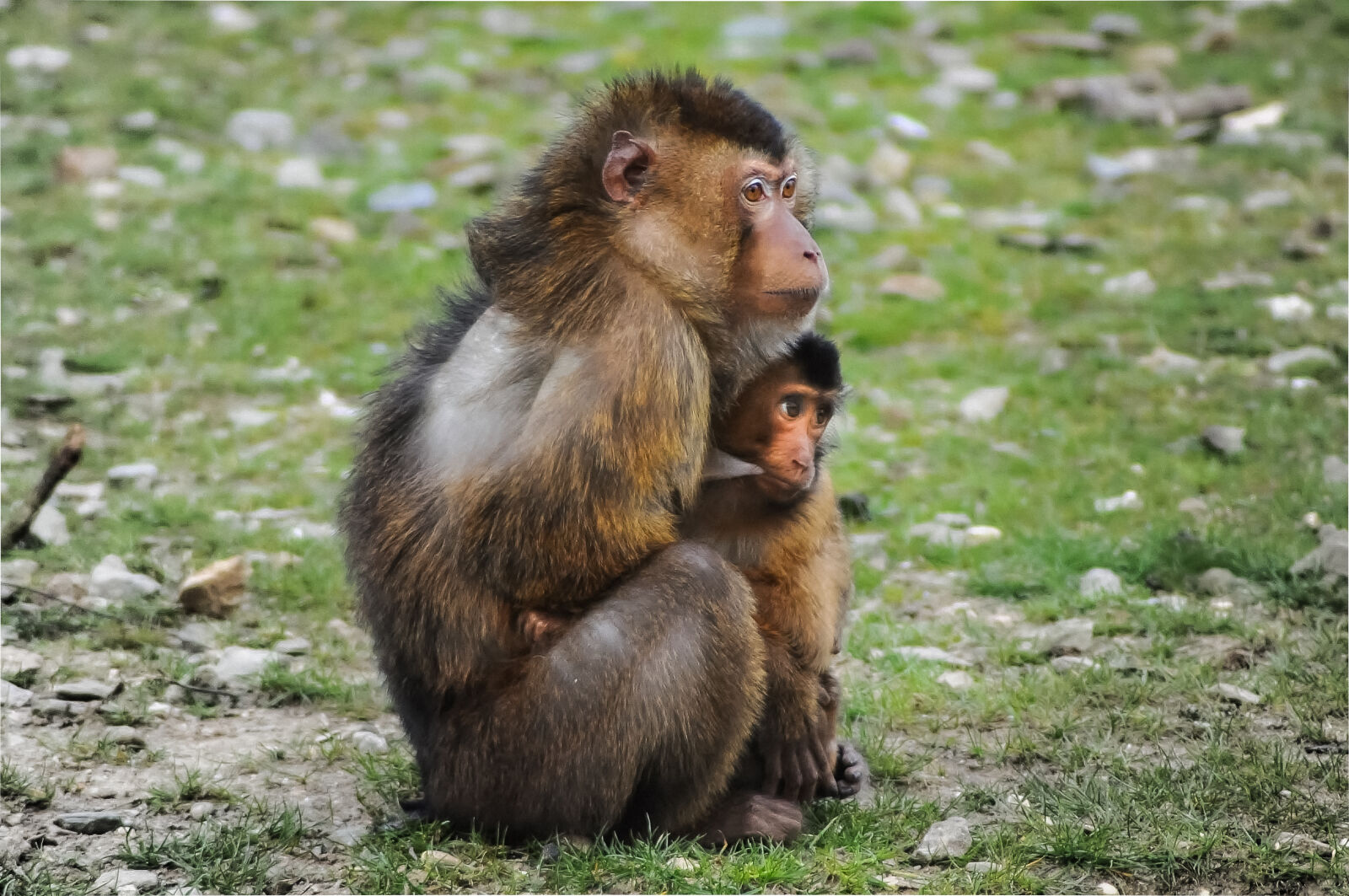 Tamron SP 70-300mm F4-5.6 Di VC USD sample photo. Cute, animals, monkeys, young photography
