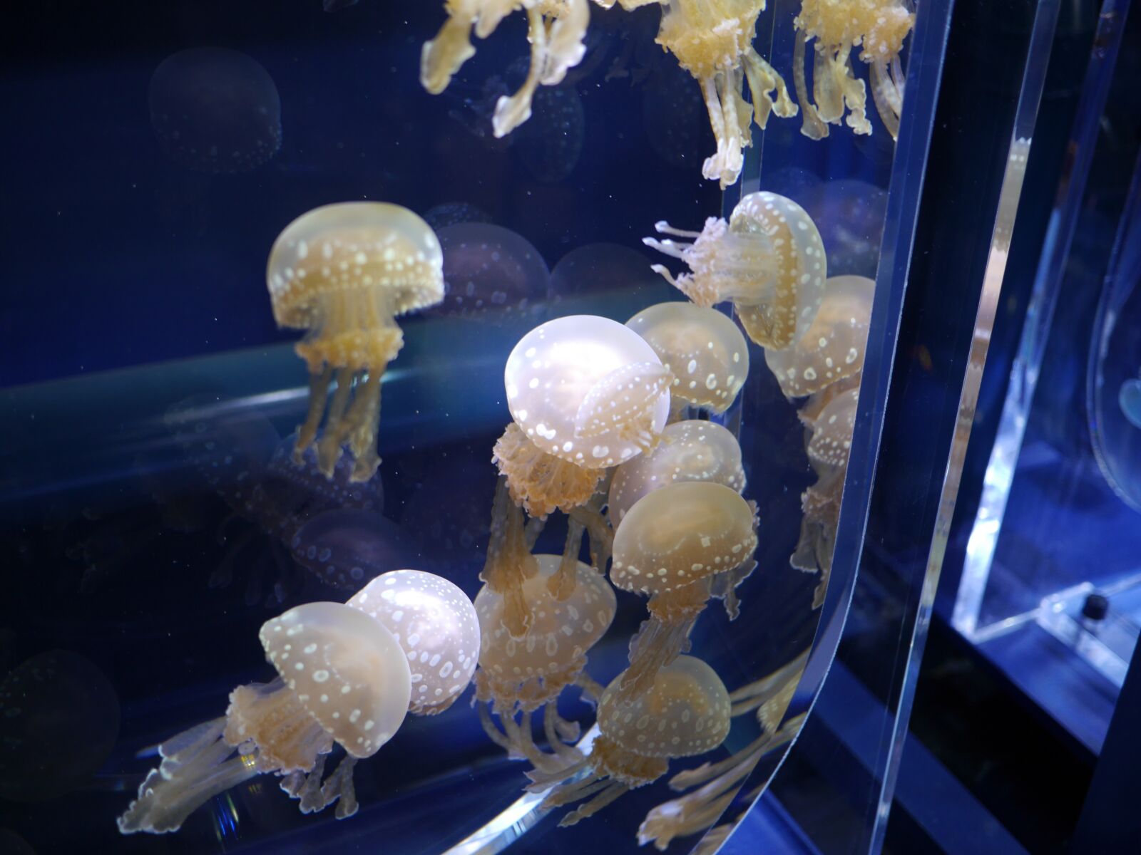 Panasonic Lumix DMC-G6 sample photo. Jellyfish, aquarium, water tank photography