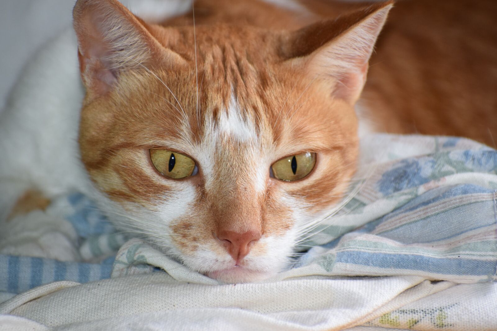 Nikon D5300 sample photo. Pet, cat, feline photography