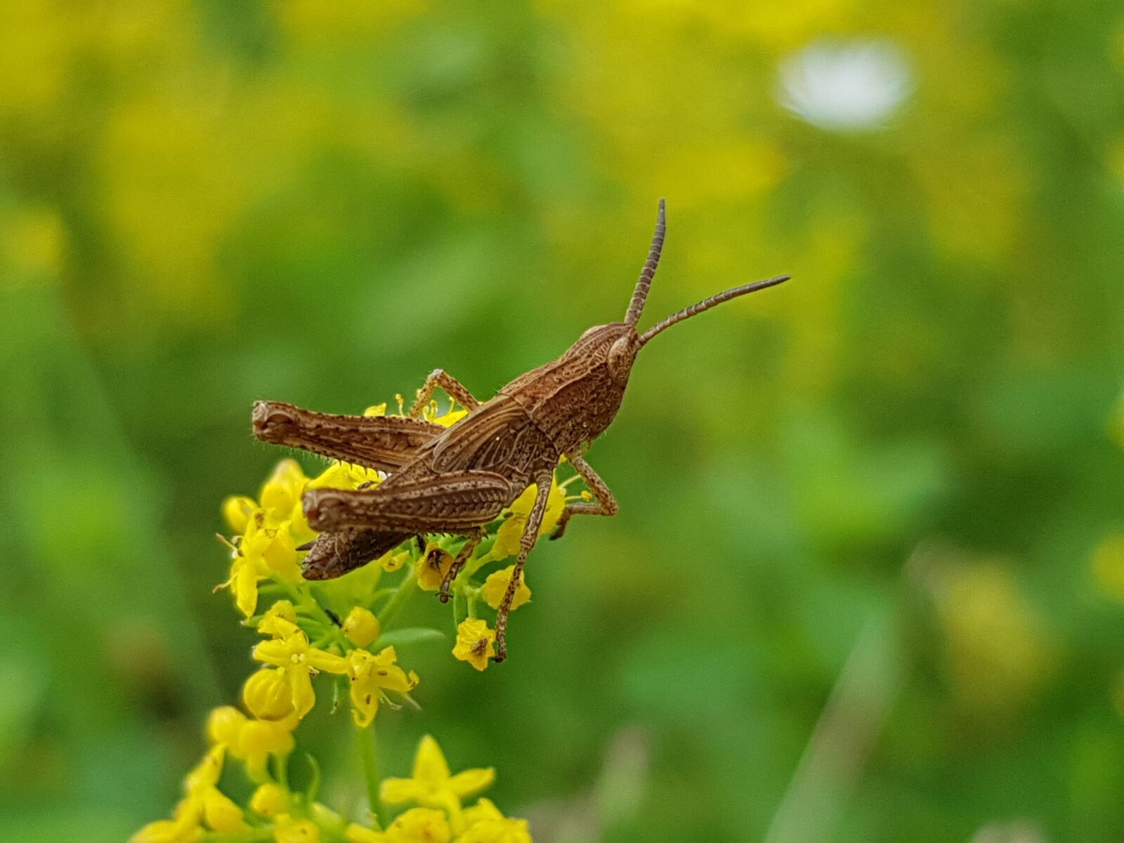 Samsung Galaxy S8+ sample photo. Grasshopper, nature, yellow photography