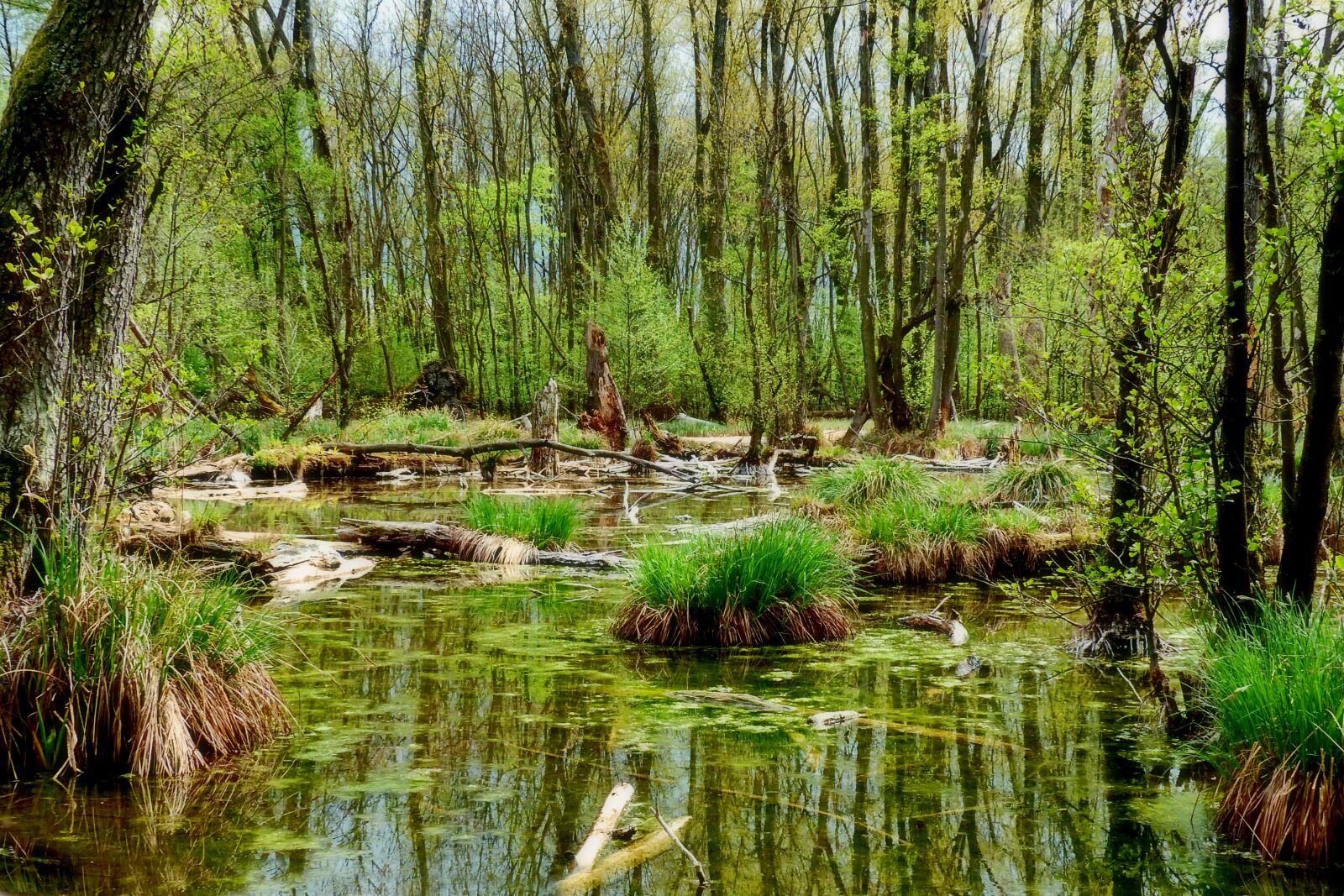 Panasonic Lumix DMC-FZ200 sample photo. Nature, spring, waters photography