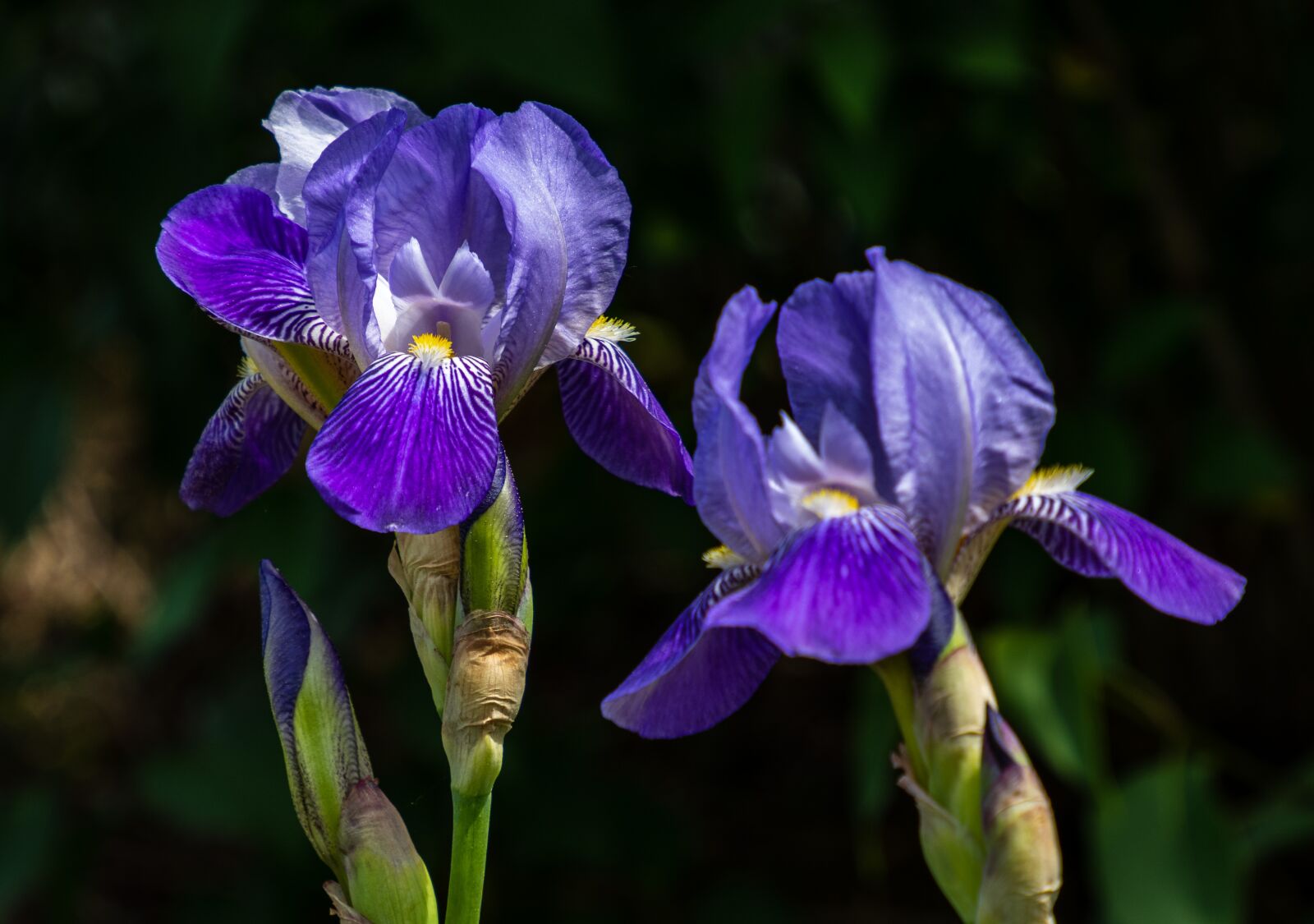 Olympus OM-D E-M10 III sample photo. Iris, plant, flower photography