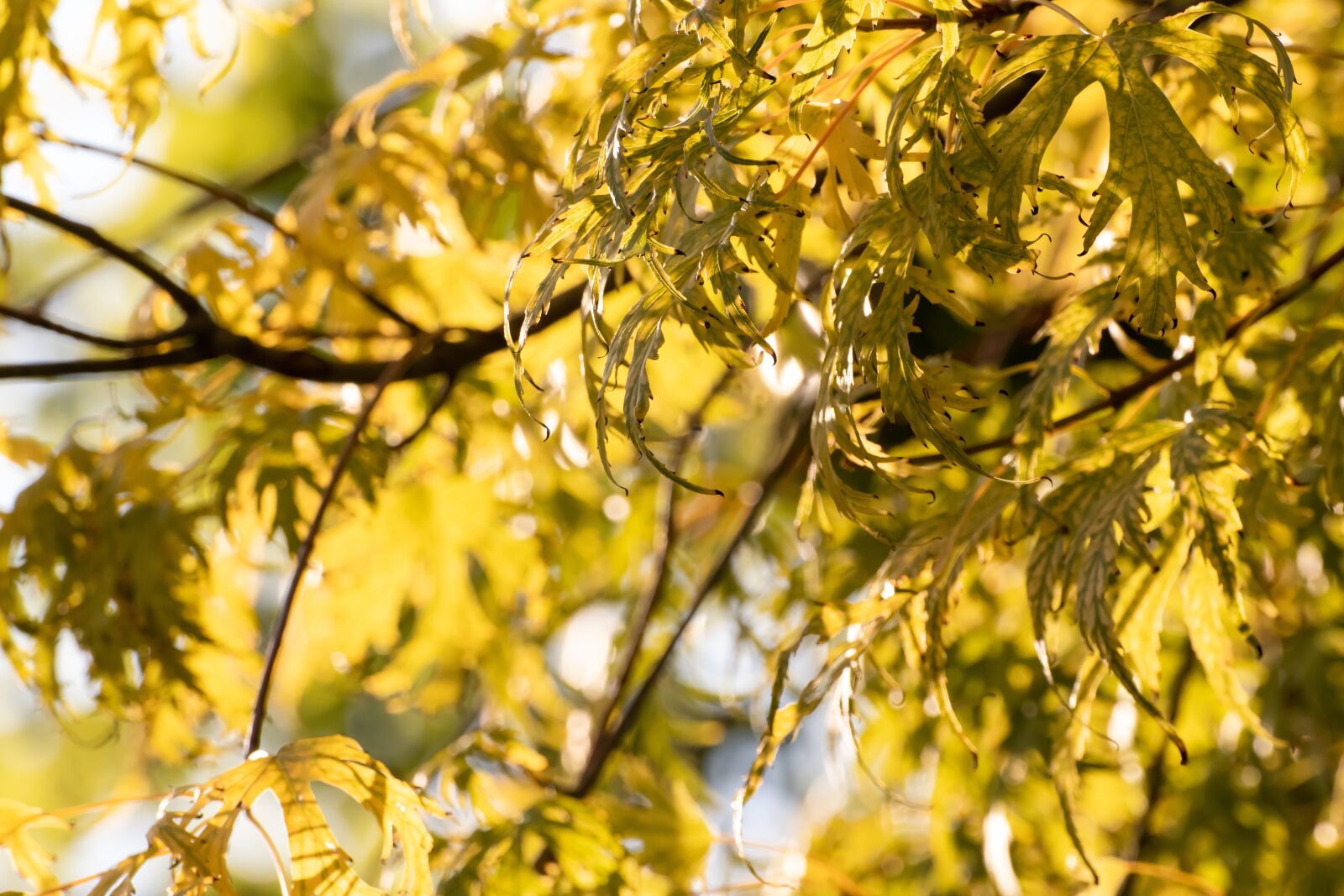 Canon EOS 200D (EOS Rebel SL2 / EOS Kiss X9) sample photo. Leaf, tree, autumn photography