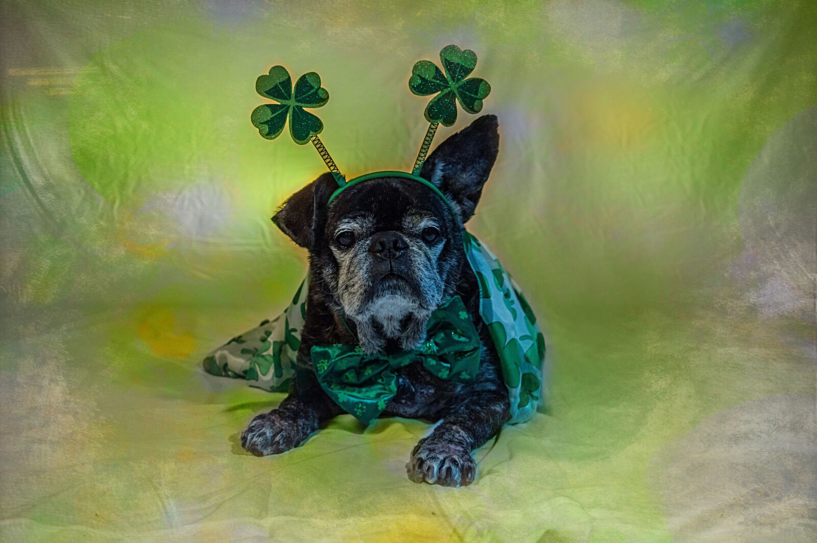 Nikon D3200 sample photo. Pug, green, patrick's day photography
