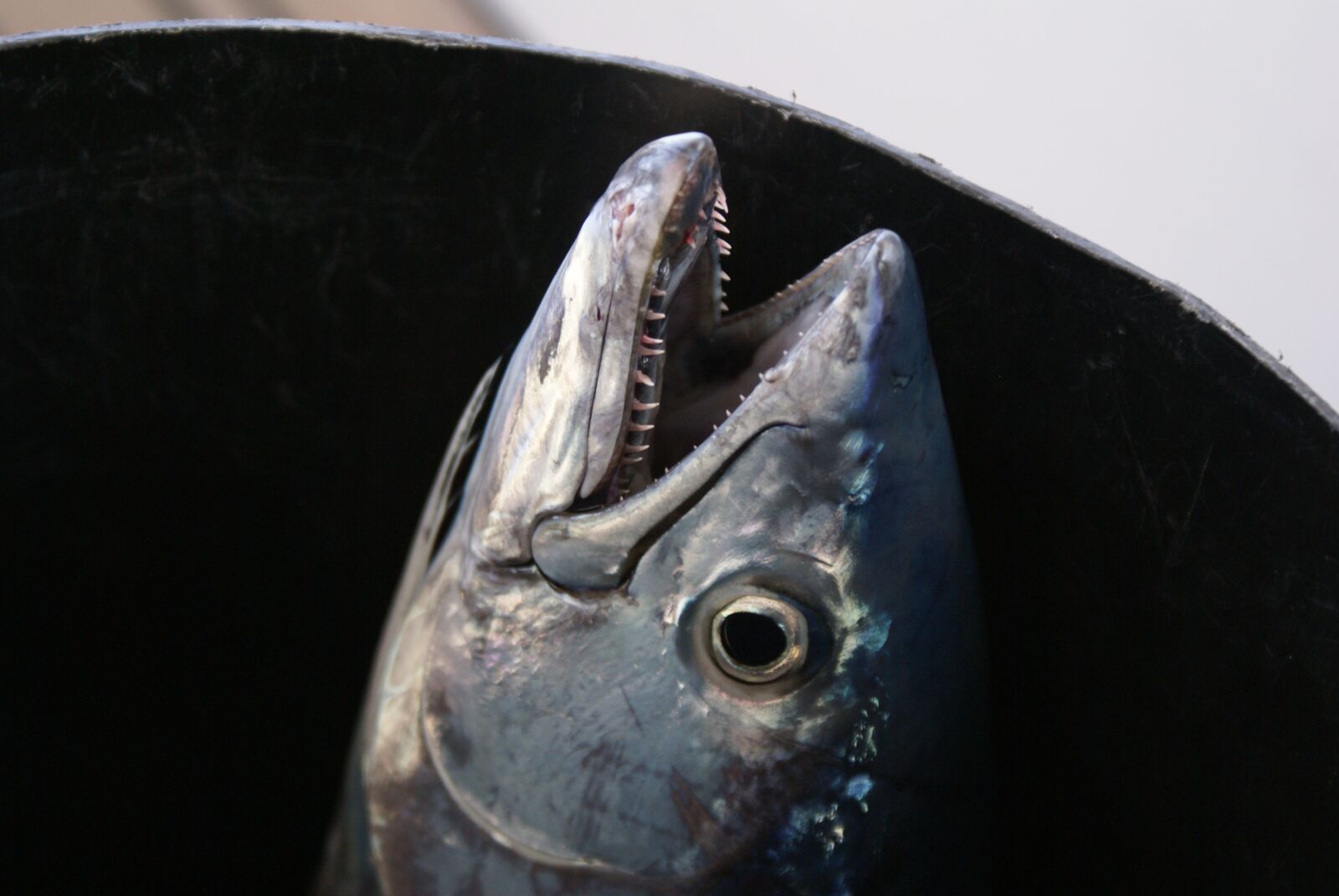 Sony Alpha DSLR-A100 sample photo. Greece, fish, fishing photography