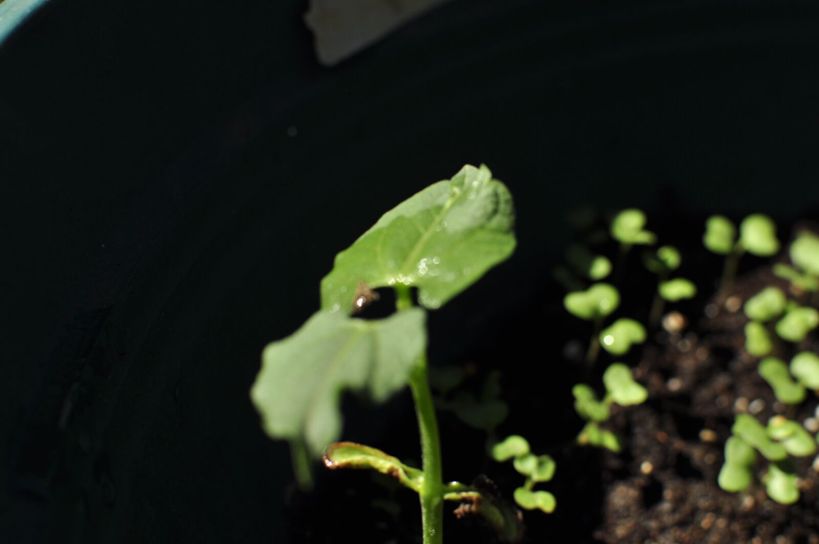 Nikon D5000 sample photo. Plants, seedings, sprout photography