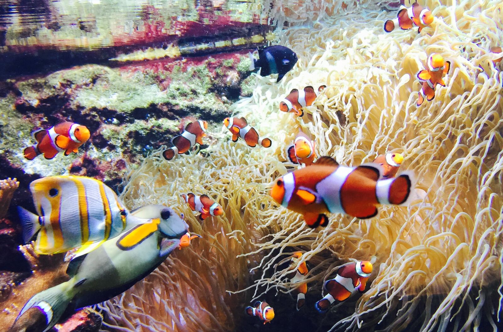 iPhone 6 Plus back camera 4.15mm f/2.2 sample photo. Fish, ocean photography