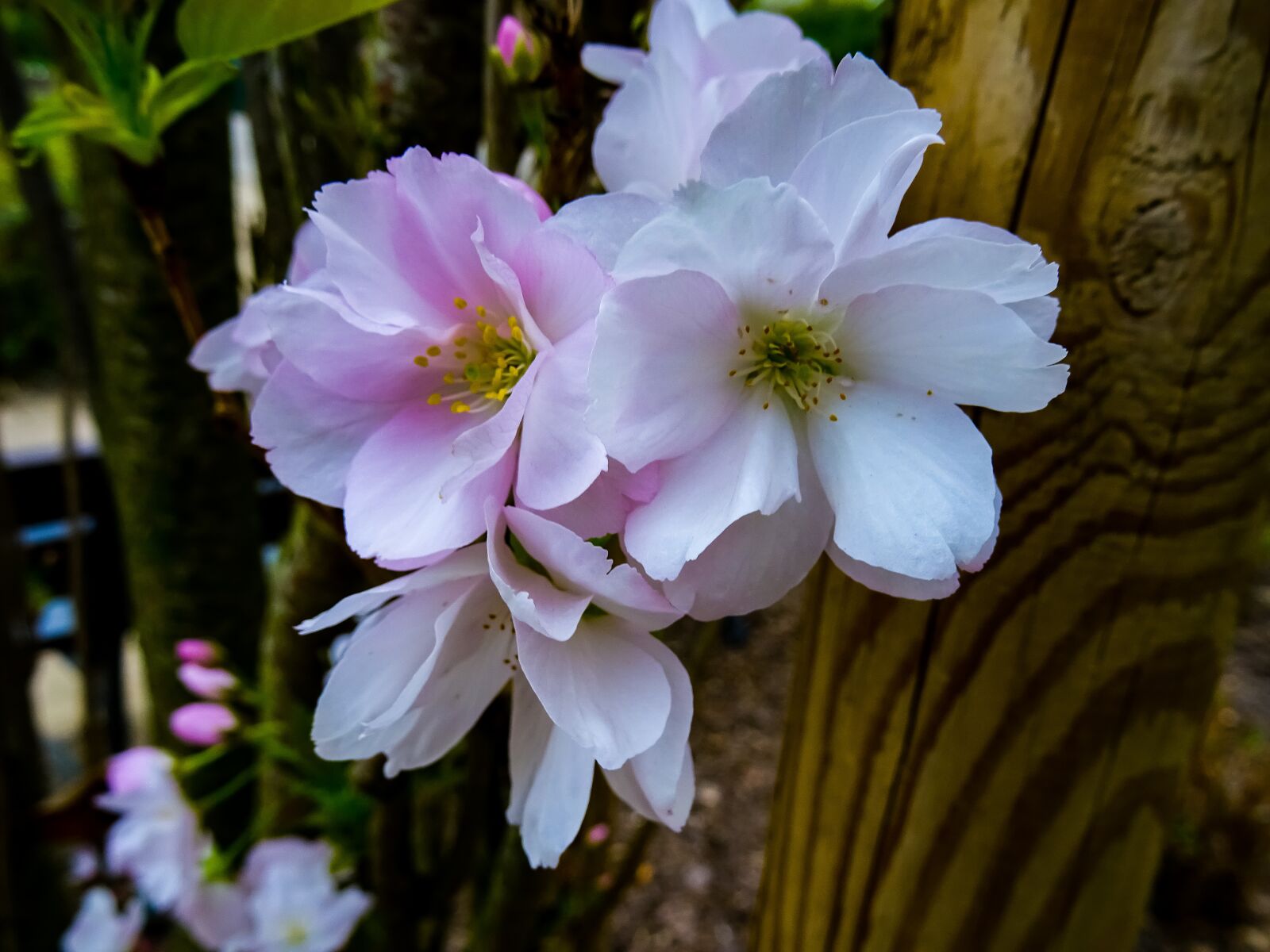 Sony DSC-HX60 sample photo. Hdr, flowers, details photography