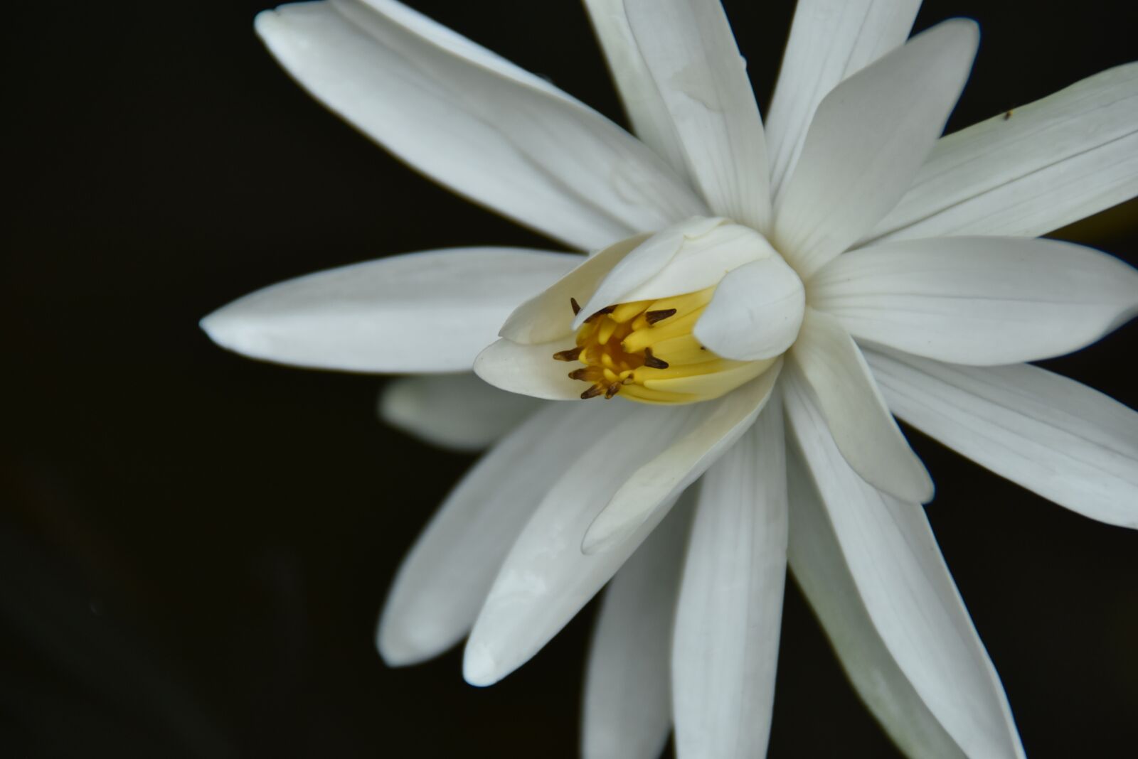 Nikon D7200 sample photo. Lily, white, blooming photography