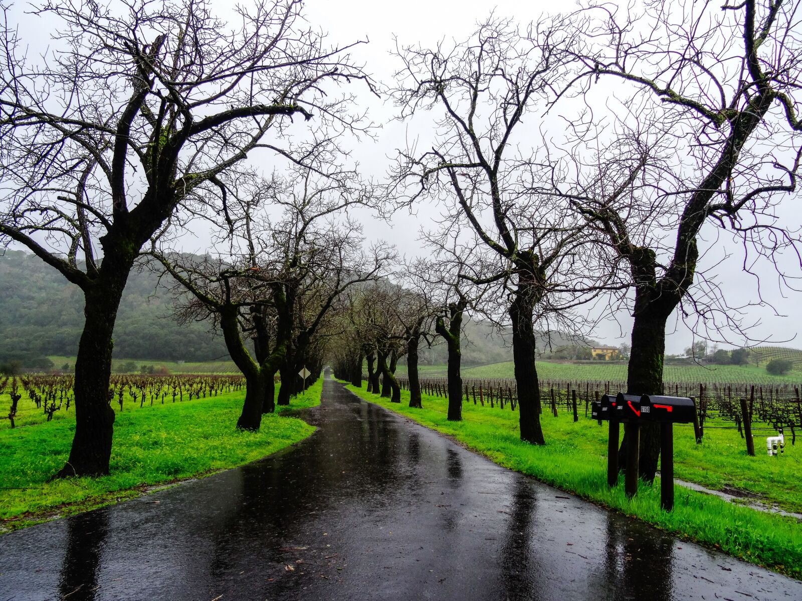 Sony Cyber-shot DSC-HX50V sample photo. Rainy weather, horrible, rain photography