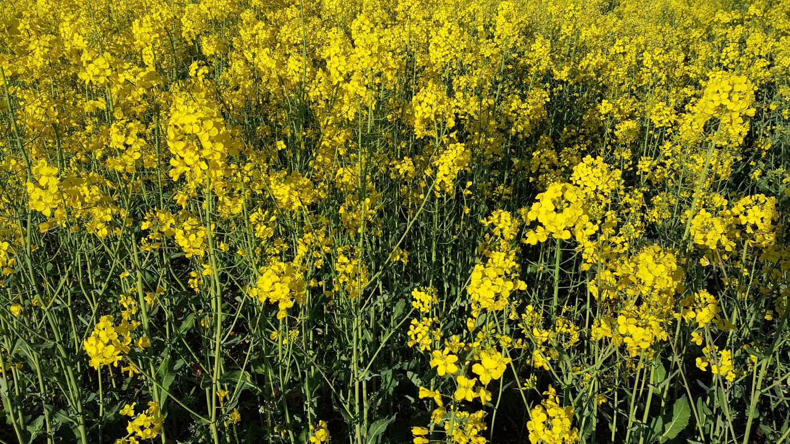 Samsung GALAXY S6 edge sample photo. Rapeseed, flowers, field photography