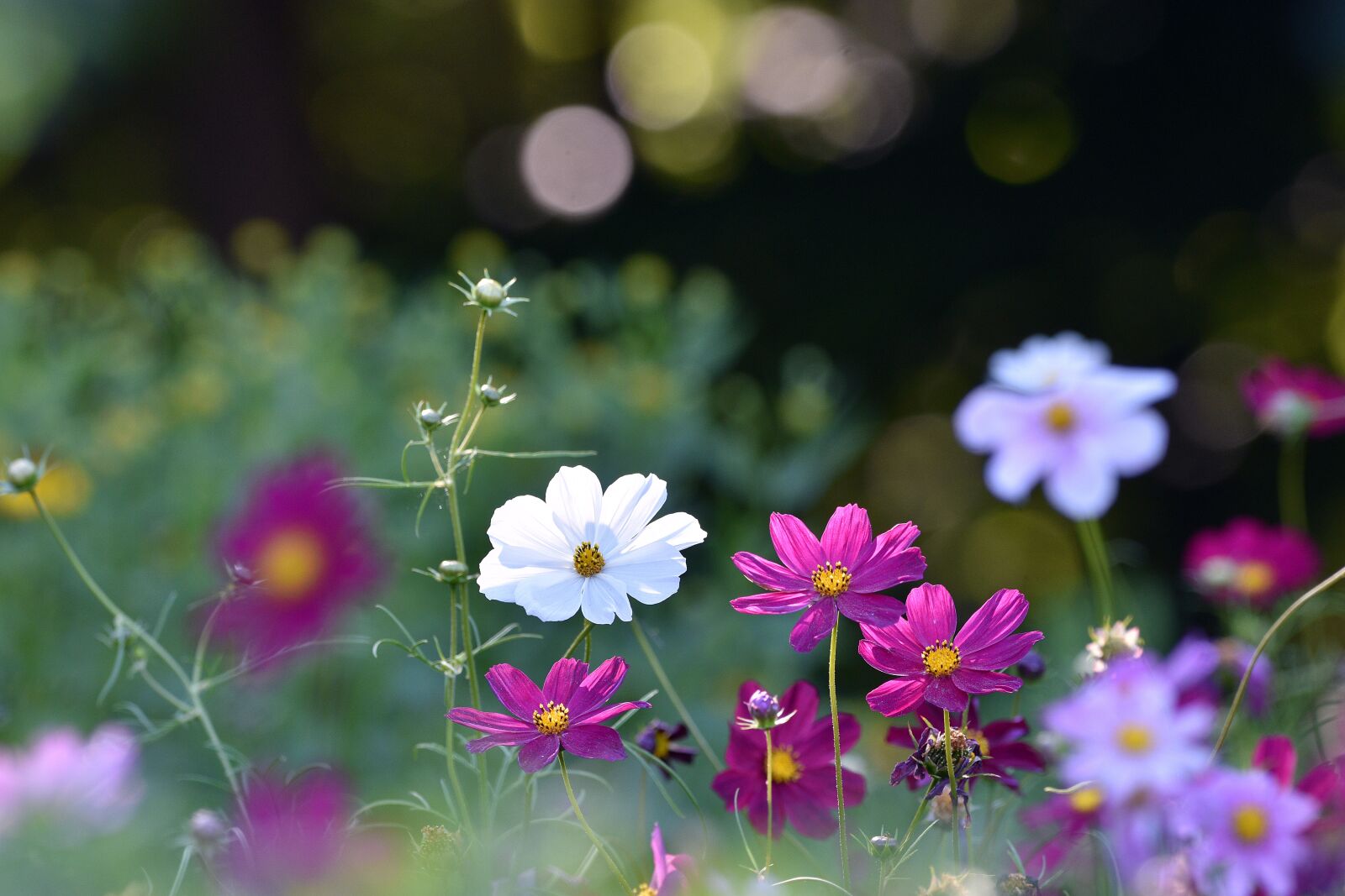 Nikon D3400 sample photo. Flowers, bloom, garden photography