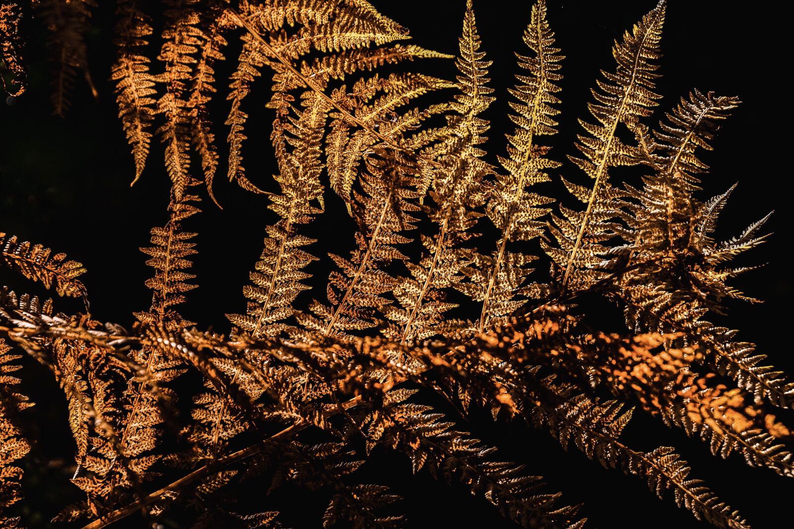Sony ILCA-77M2 + Sony DT 18-135mm F3.5-5.6 SAM sample photo. Fern, autumn, coloring photography