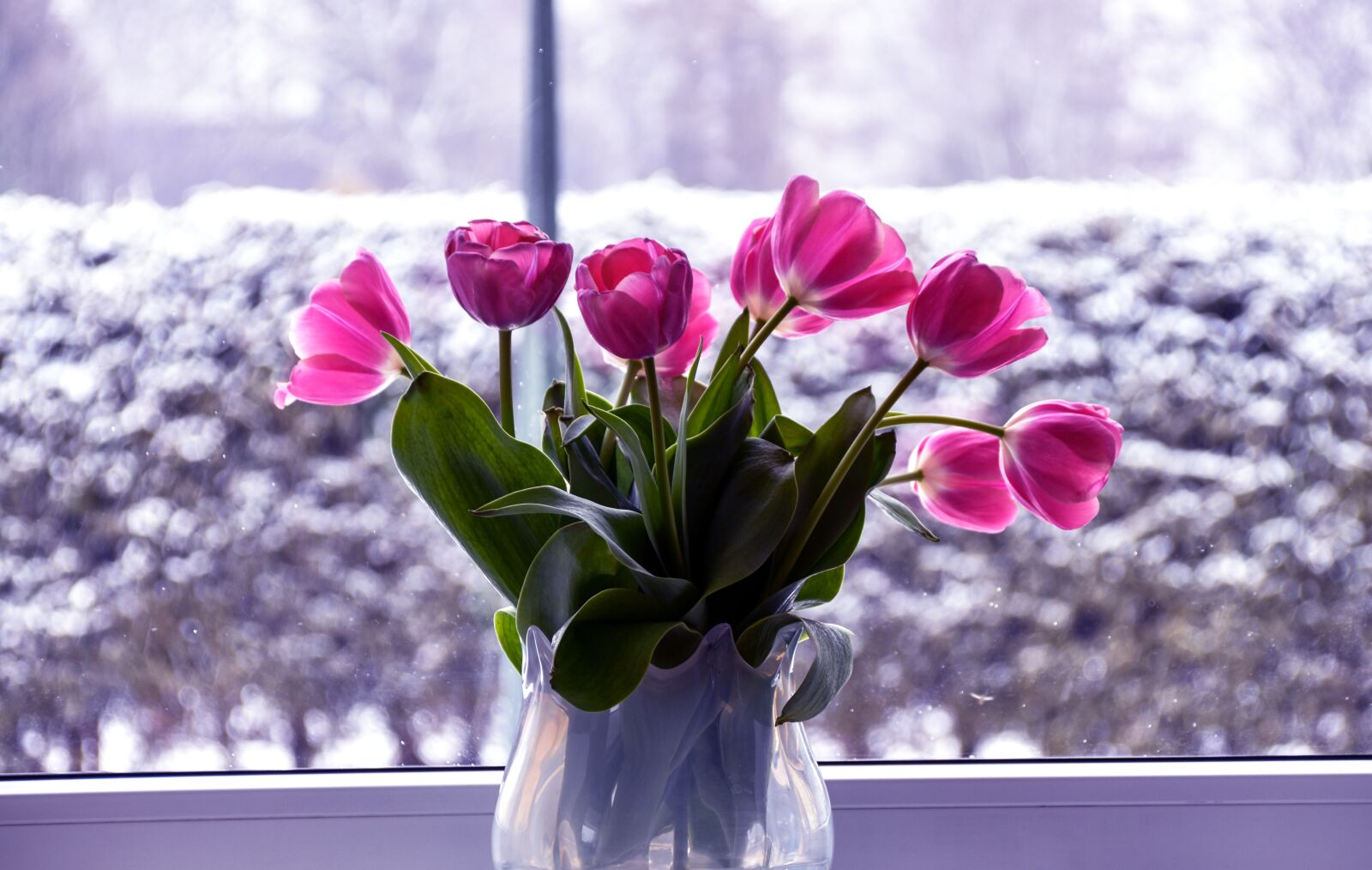Nikon D3400 sample photo. Flower, nature, color photography