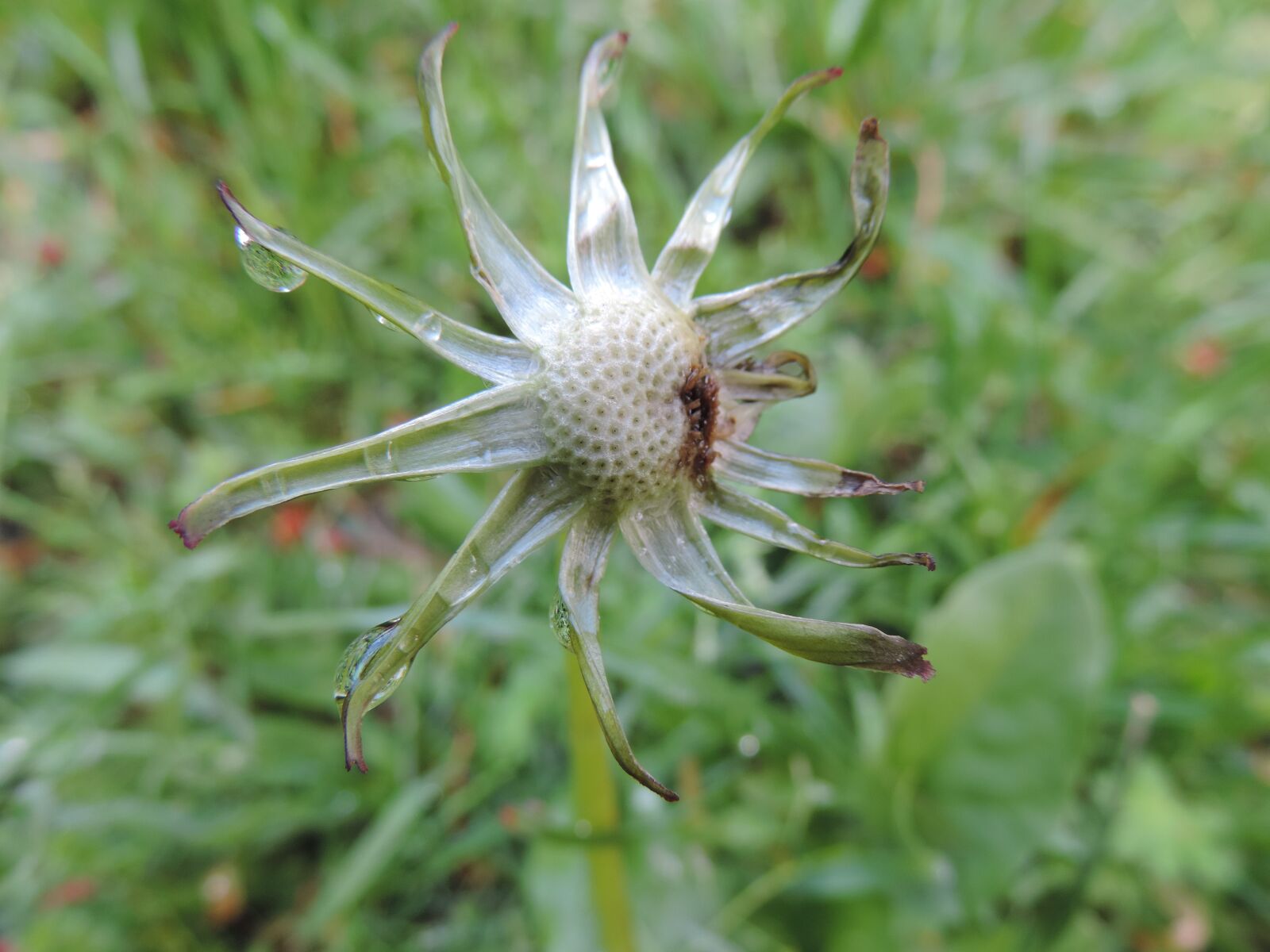 Nikon Coolpix P520 sample photo. Dandelion, done, bloom photography