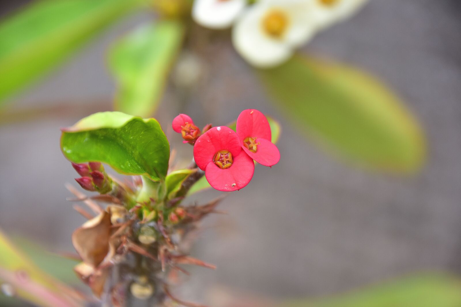 Nikon D7200 sample photo. Flower, garden, plant photography