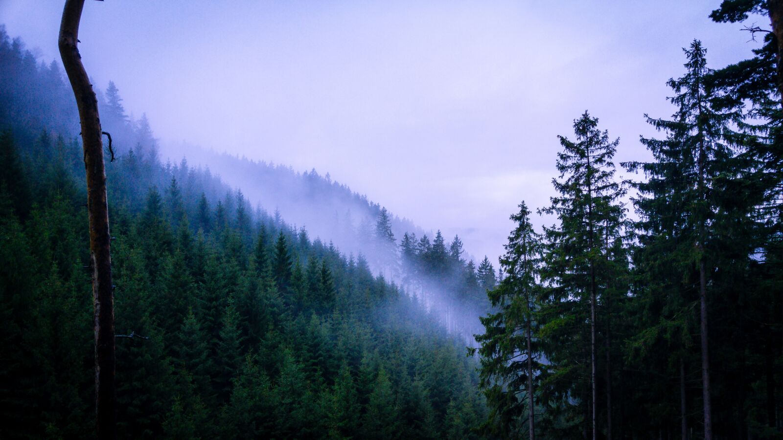 LG G4 sample photo. Forest, fog, nature photography