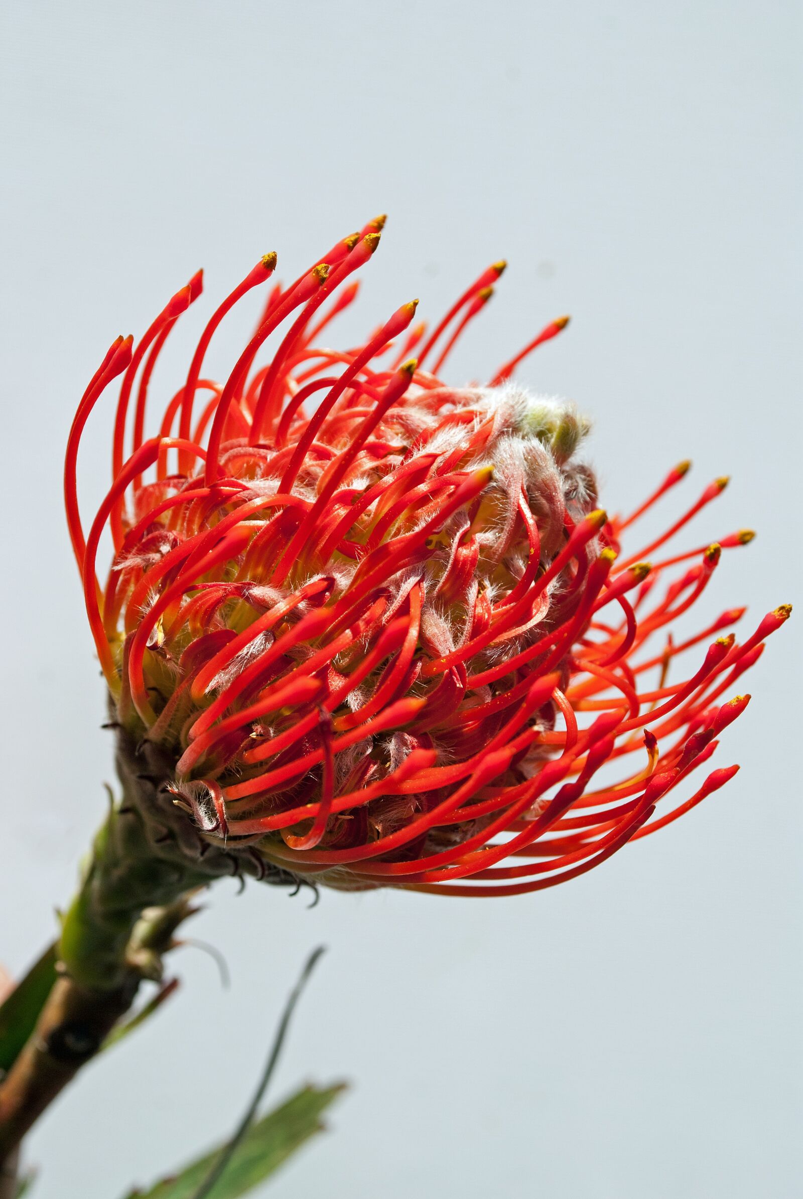 Nikon D3000 sample photo. Protea, flower, color photography