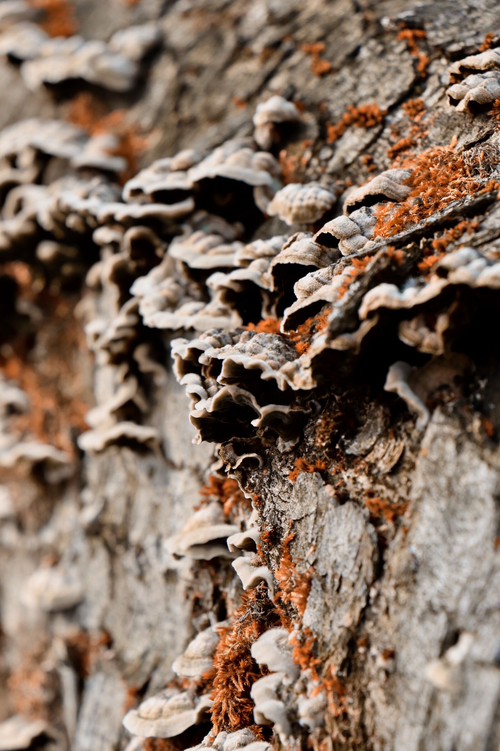 Canon EOS 800D (EOS Rebel T7i / EOS Kiss X9i) sample photo. Foam, fungus, trunk photography
