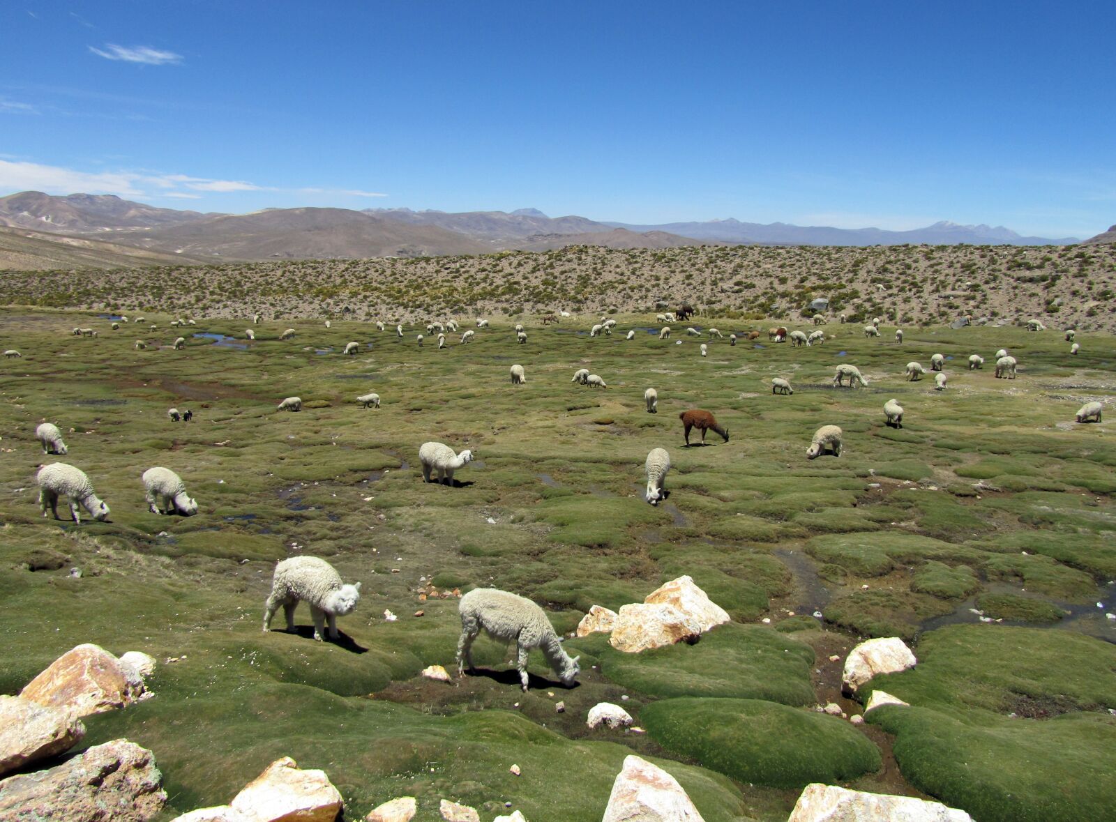 Canon PowerShot SX210 IS sample photo. Alpacas, camelids, andes photography