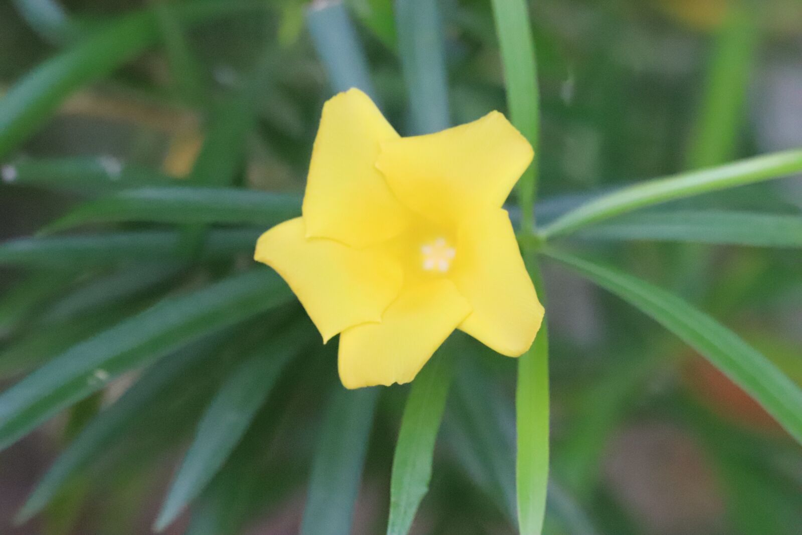 Canon EOS 77D (EOS 9000D / EOS 770D) sample photo. Yellow, oleander, ornamental photography
