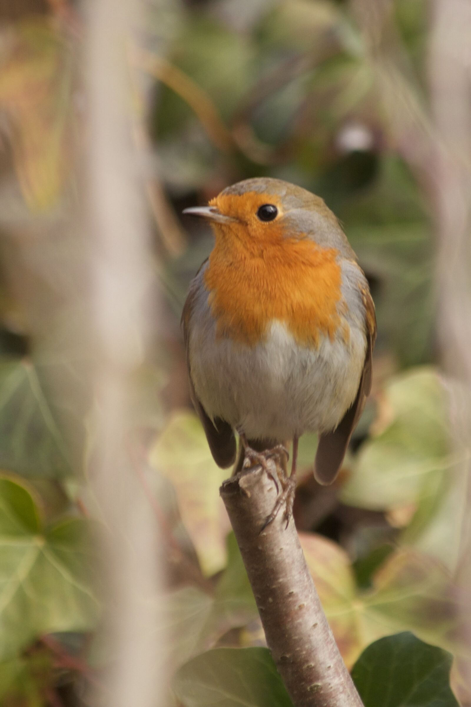 Canon EOS 550D (EOS Rebel T2i / EOS Kiss X4) sample photo. Robin, nature, songbird photography