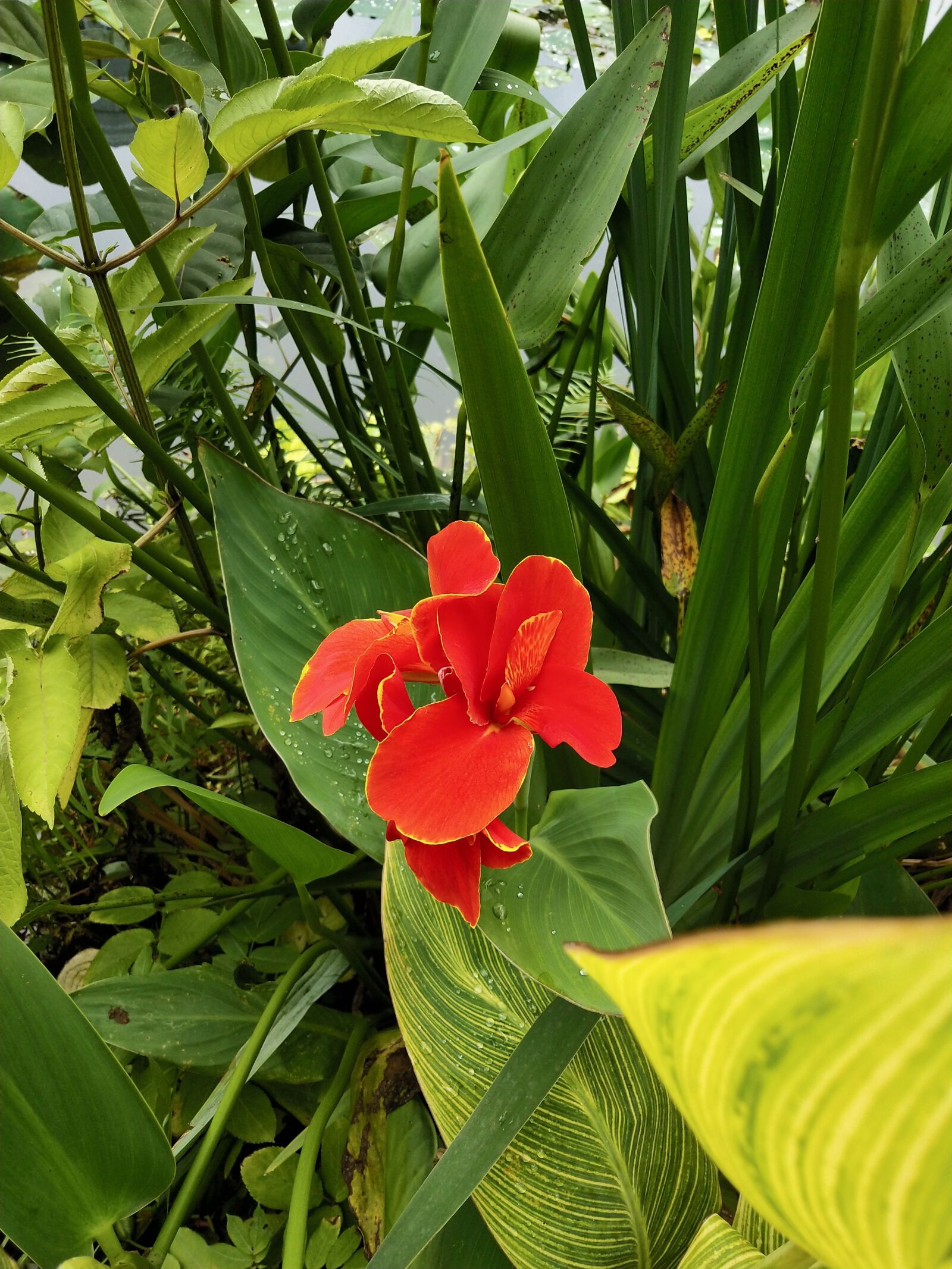 vivo X21 sample photo. Green, red, flower photography