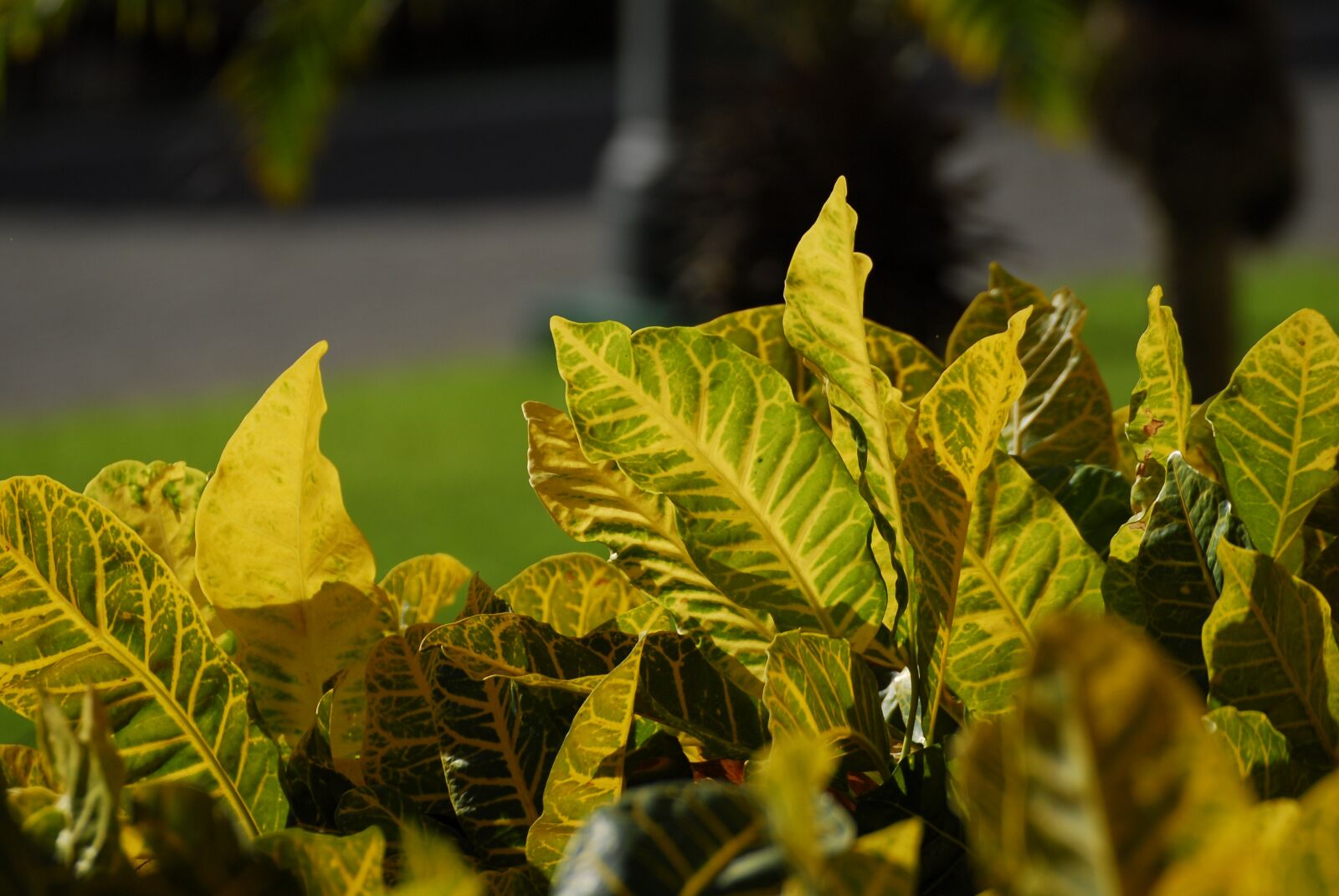 Nikon D200 sample photo. Dom rep, dominican republic photography