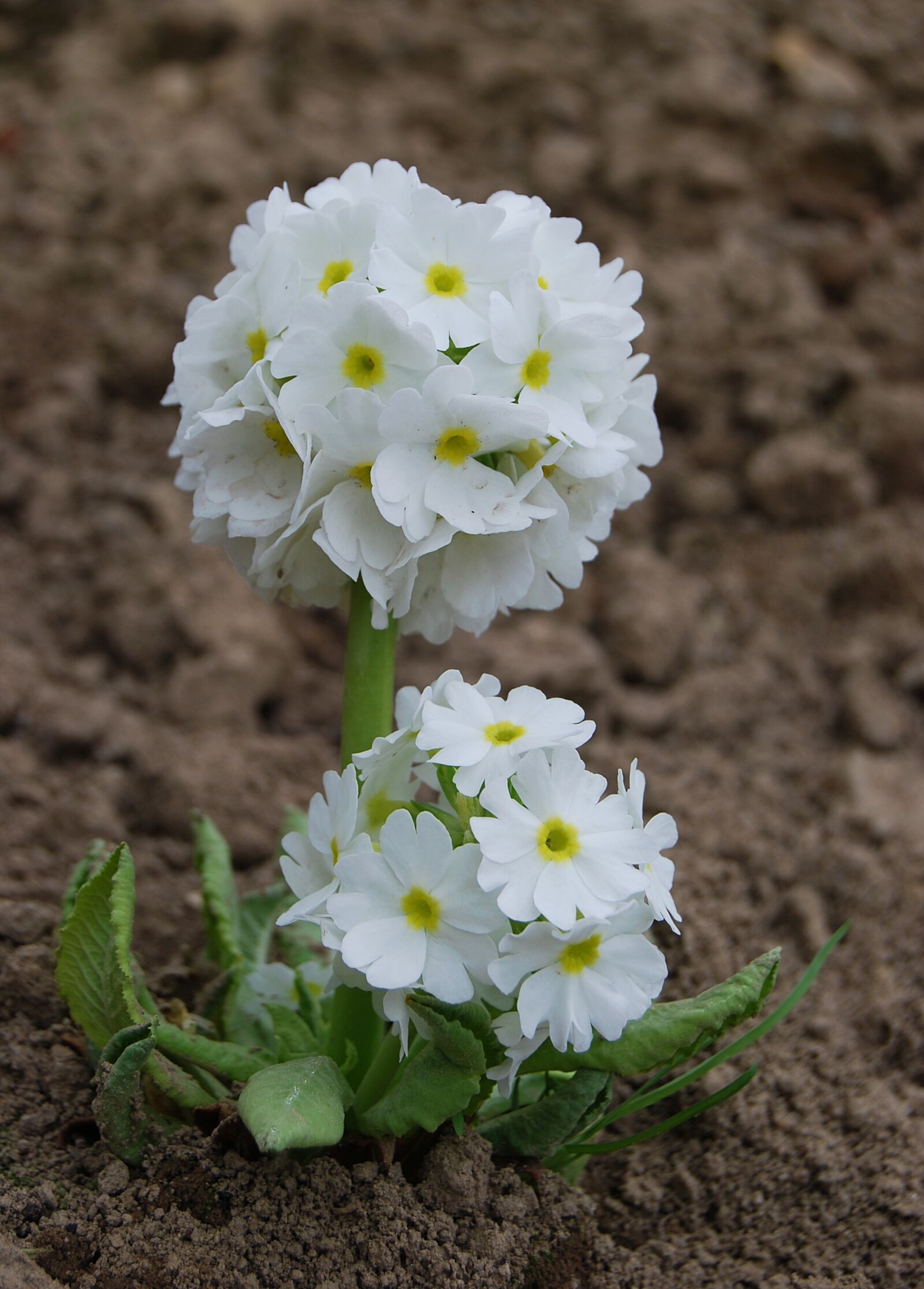Nikon D40X sample photo. Flower, nature, plant photography