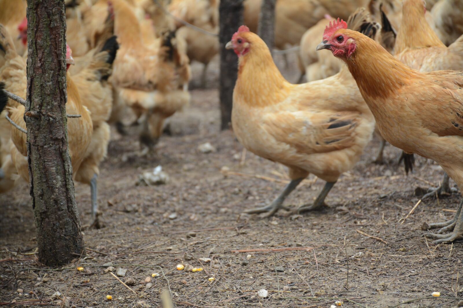 Nikon D7100 sample photo. Chicken, forest stocking photography