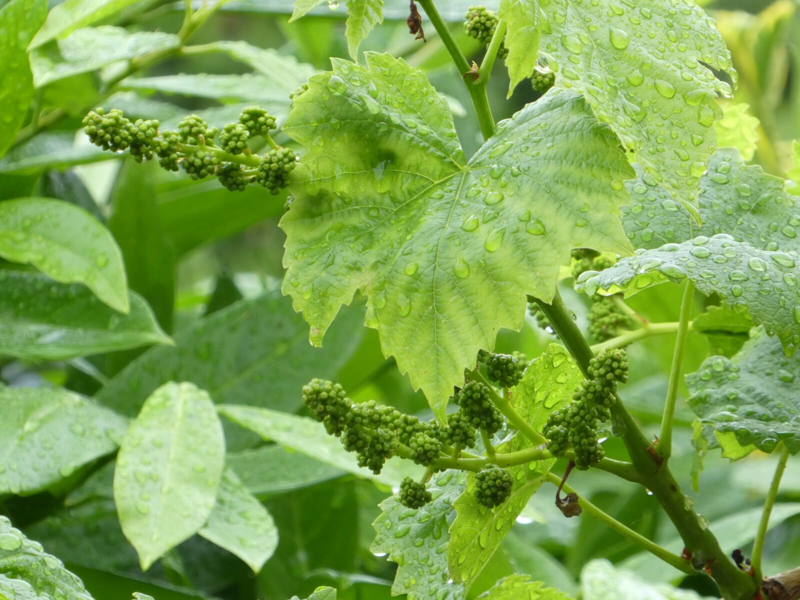 Panasonic DMC-TZ81 sample photo. Wine, plant, grapevine photography